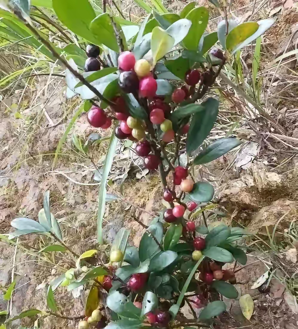 它的果子熟透后酸酸甜甜,叶子也能吃,味道也是酸的
