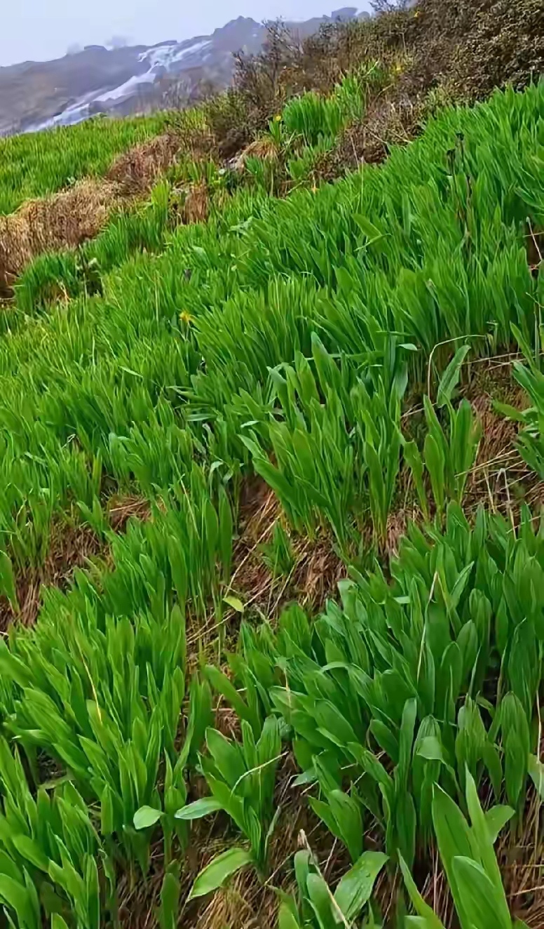 看到好大一片绿油油的植物,不知道这是啥,能吃吗?