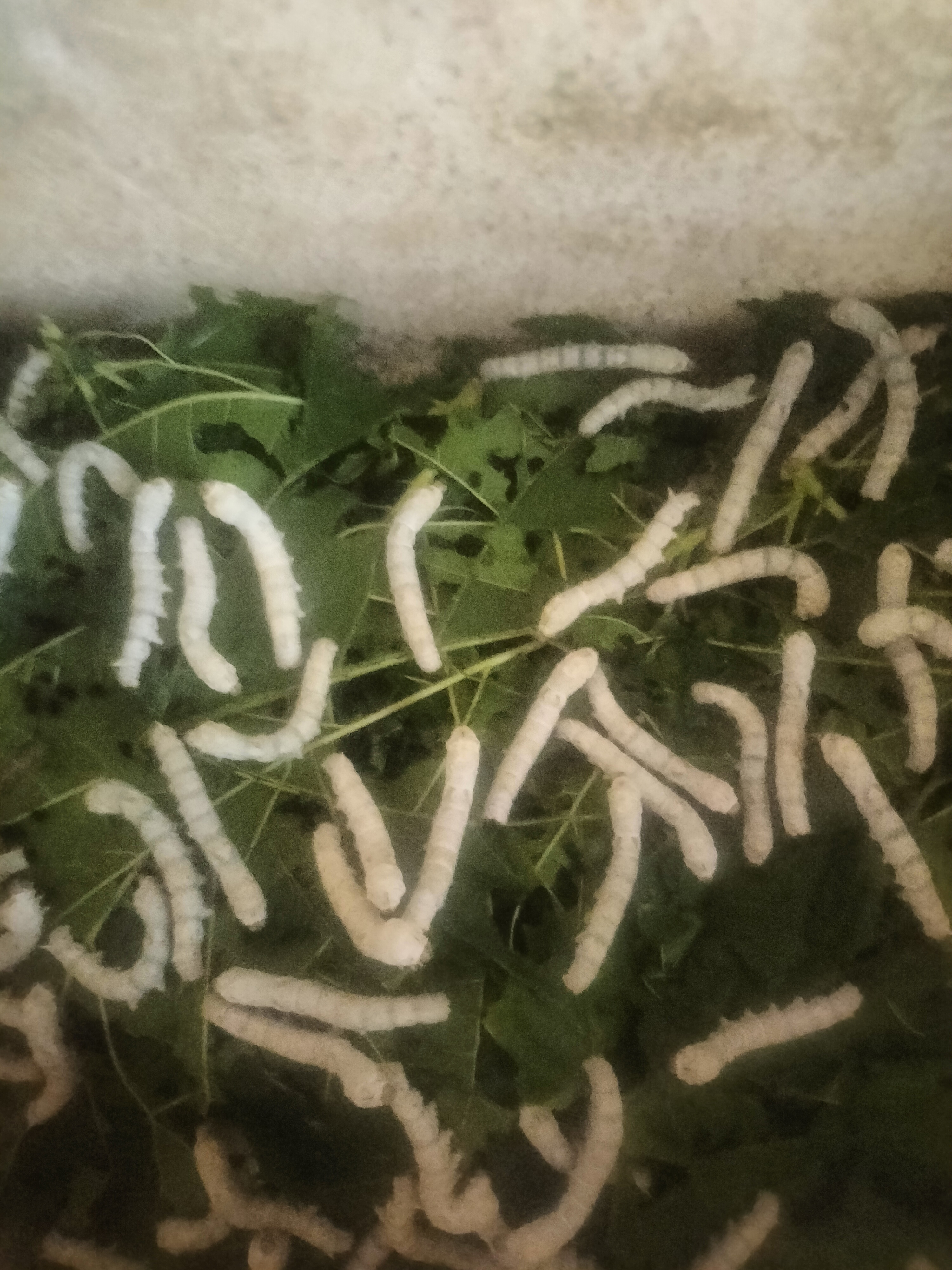 蚕宝宝爬满叶子的样子,真是太萌啦!