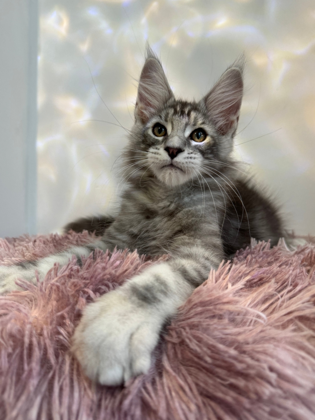 新晋喵星人报到,快来围观小可爱!9696#缅因猫# #银虎斑缅因