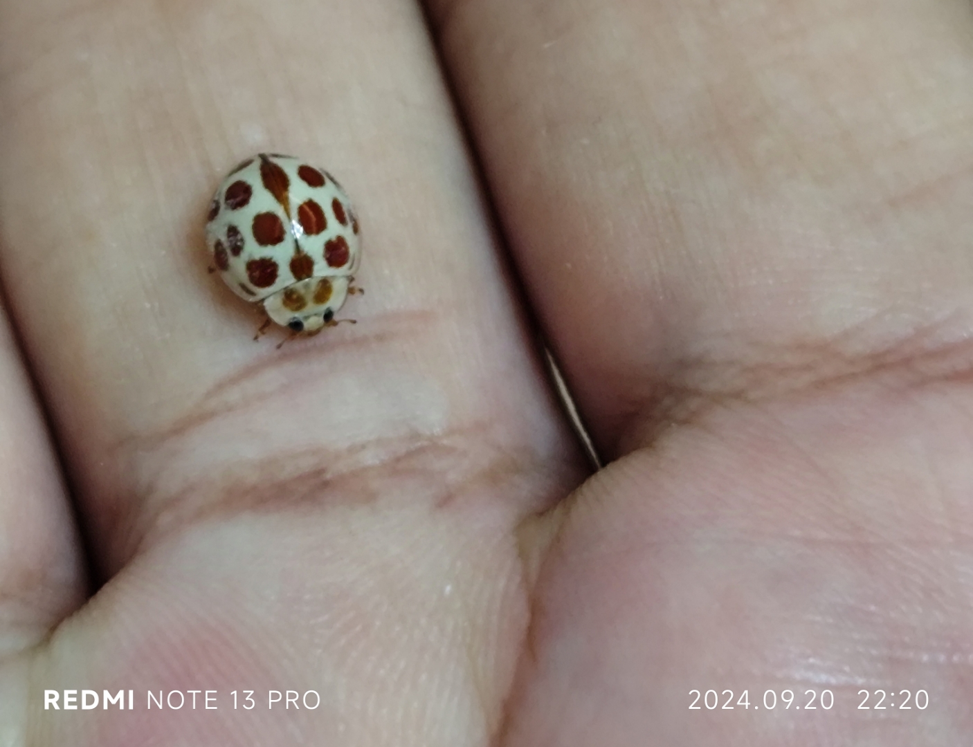 瓢虫:为鞘翅目瓢虫科,圆形突起的甲虫的通称,是体色鲜艳的小型昆虫,常