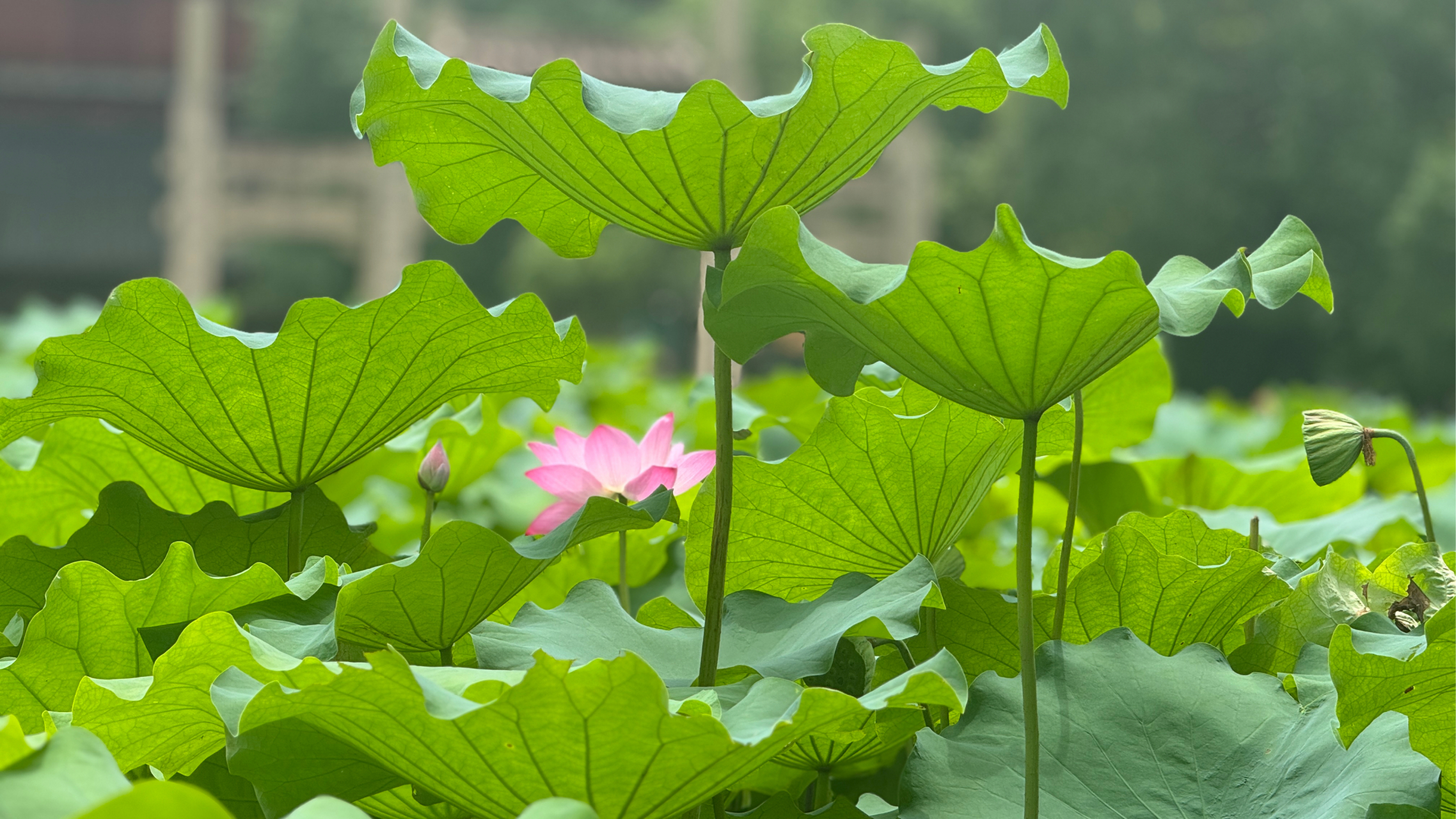 荷花叶子茂盛图片