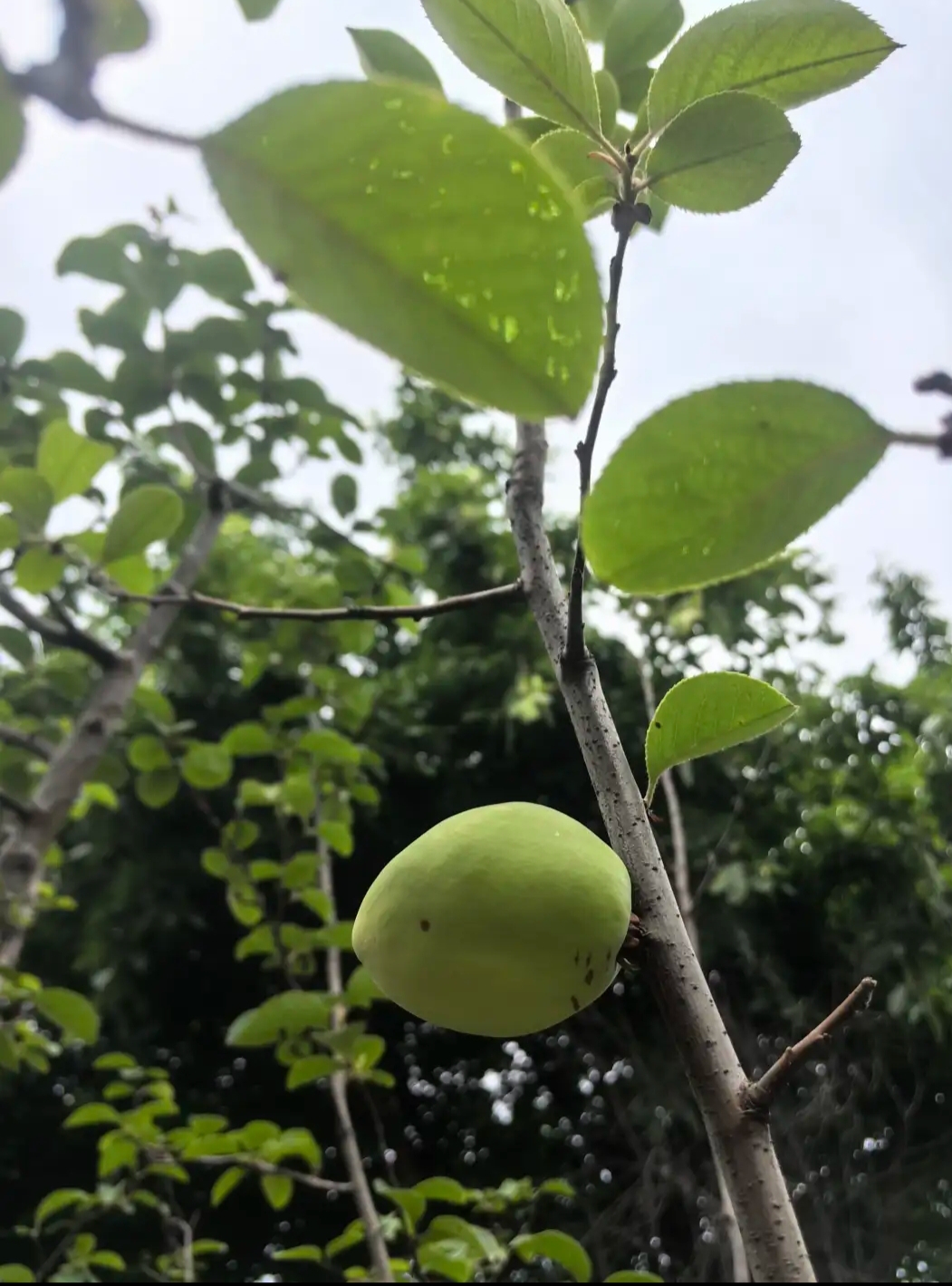这是什么水果呢,成熟的时候可不可以吃呢?