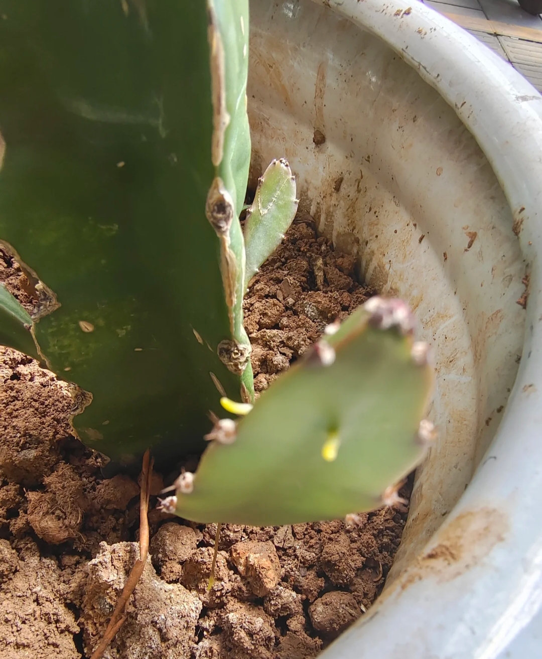 今年刚扦插的火龙果,之前都还好好的,但为什么这段时间叶片上会长气