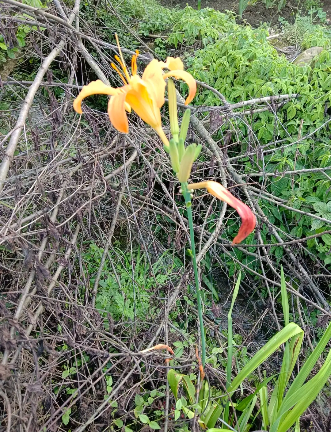 在野外看到了几朵漂亮的花,这是野百合花吗?