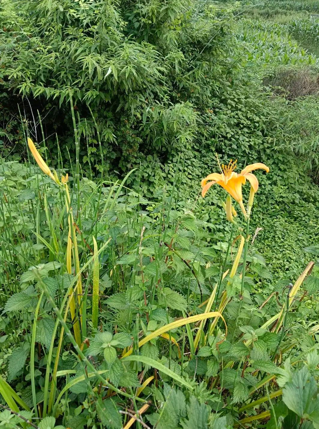 在野外看到了几朵漂亮的花,这是野百合花吗?