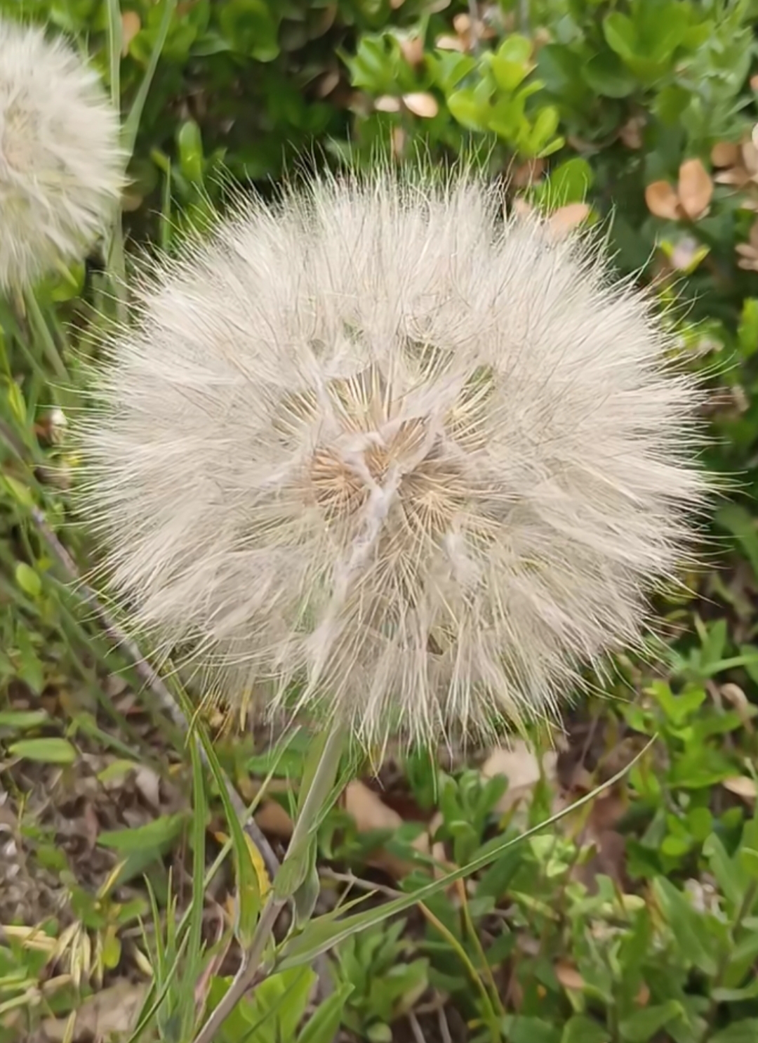 去山上爬山看到了长的好大的蒲公英,我不会是在做梦吗?