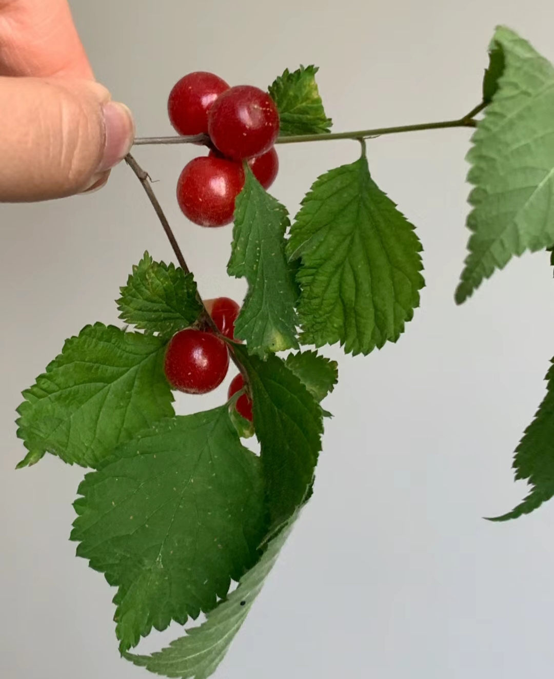 神似樱桃非樱桃的,看着诱人极了,万能的网友有知道这是什么果子吗?