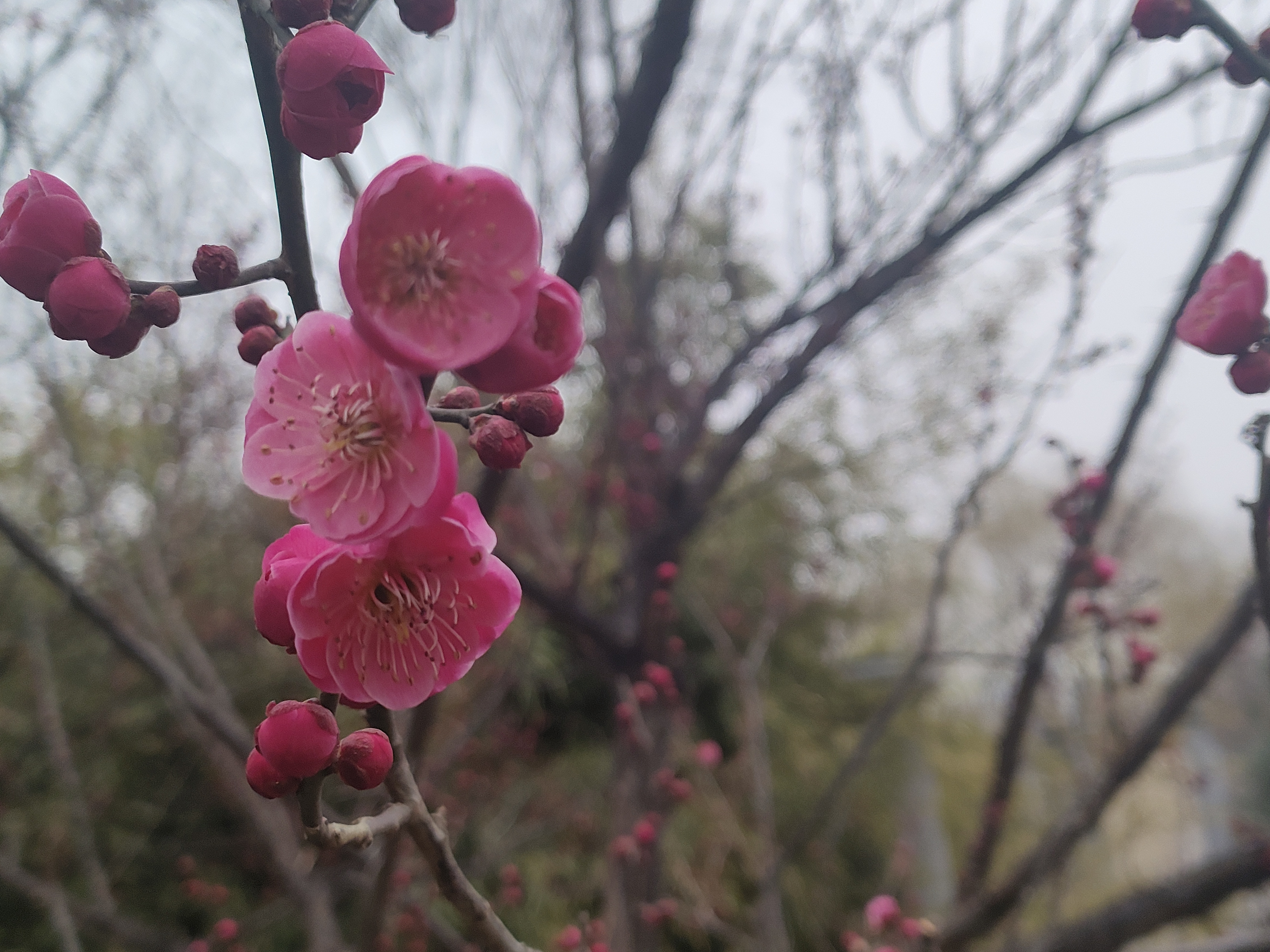 一树桃花开剧情介绍图片