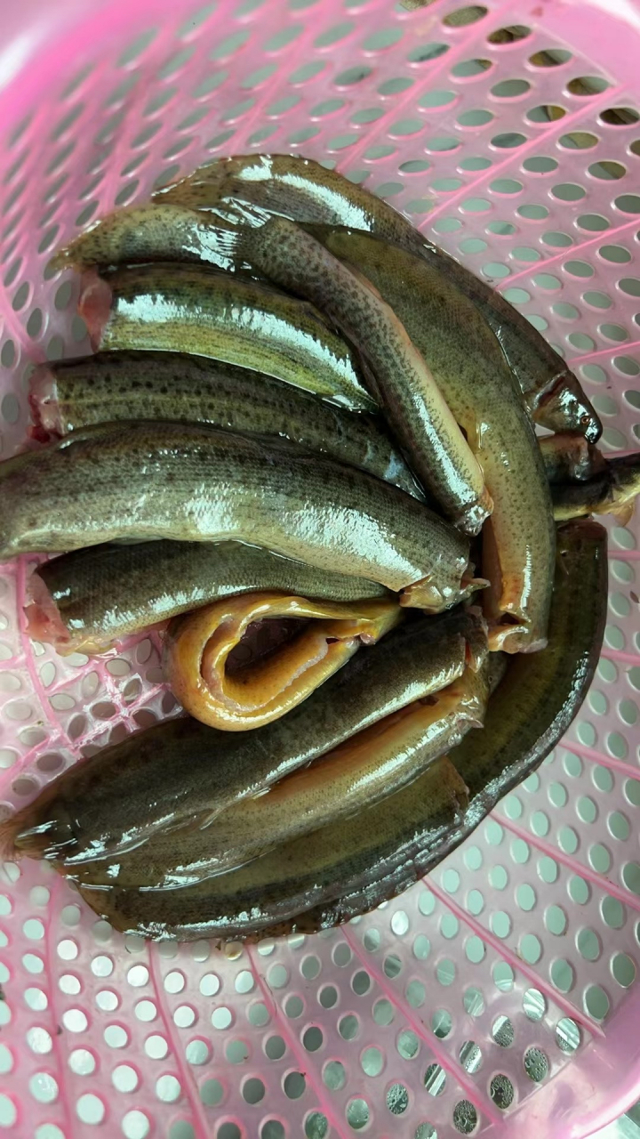 早上祭祖回来在田里抓的,纯纯的野生泥鳅