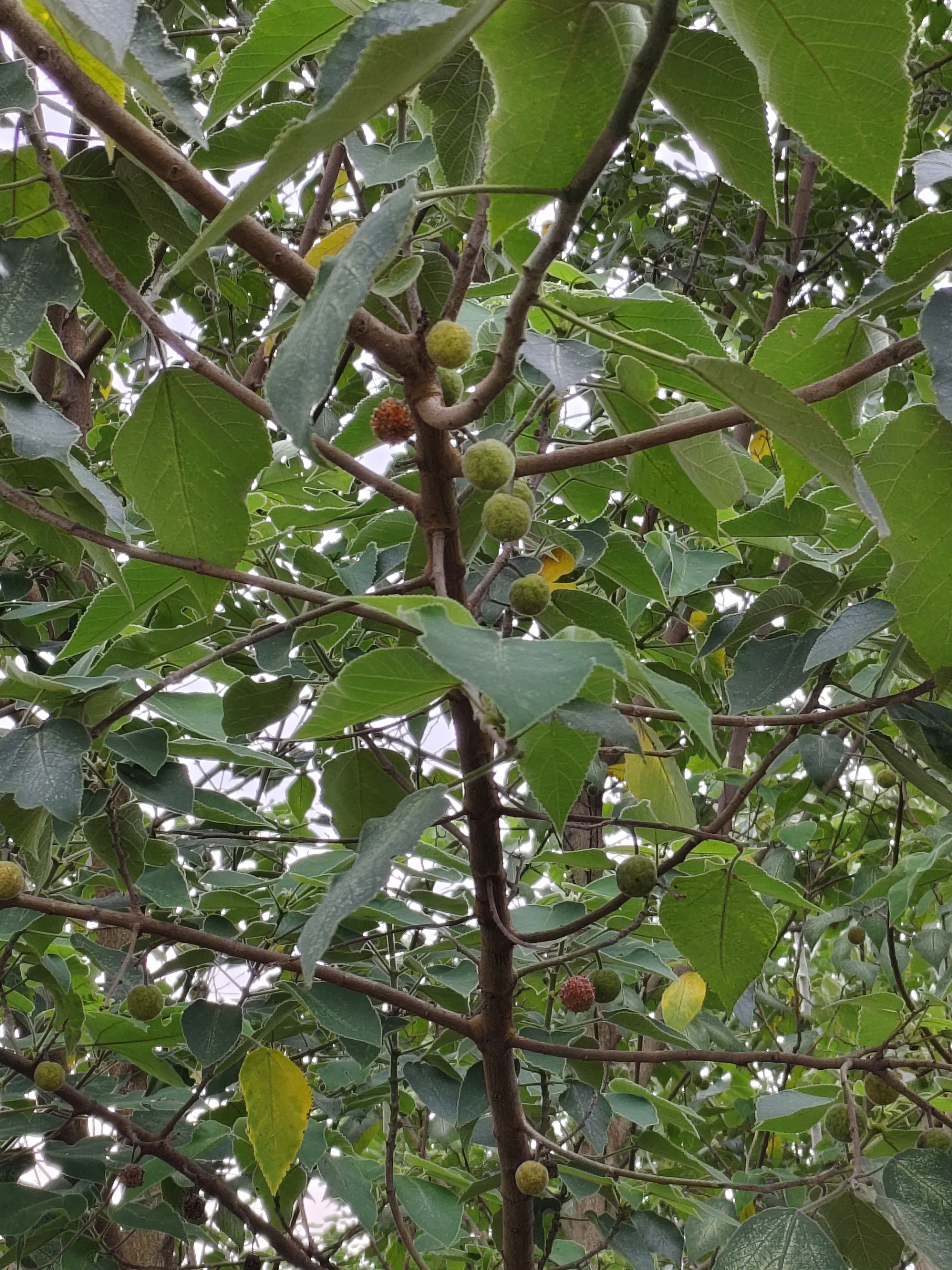朋友们,这个是什么树,树上的果子可以吃吗?