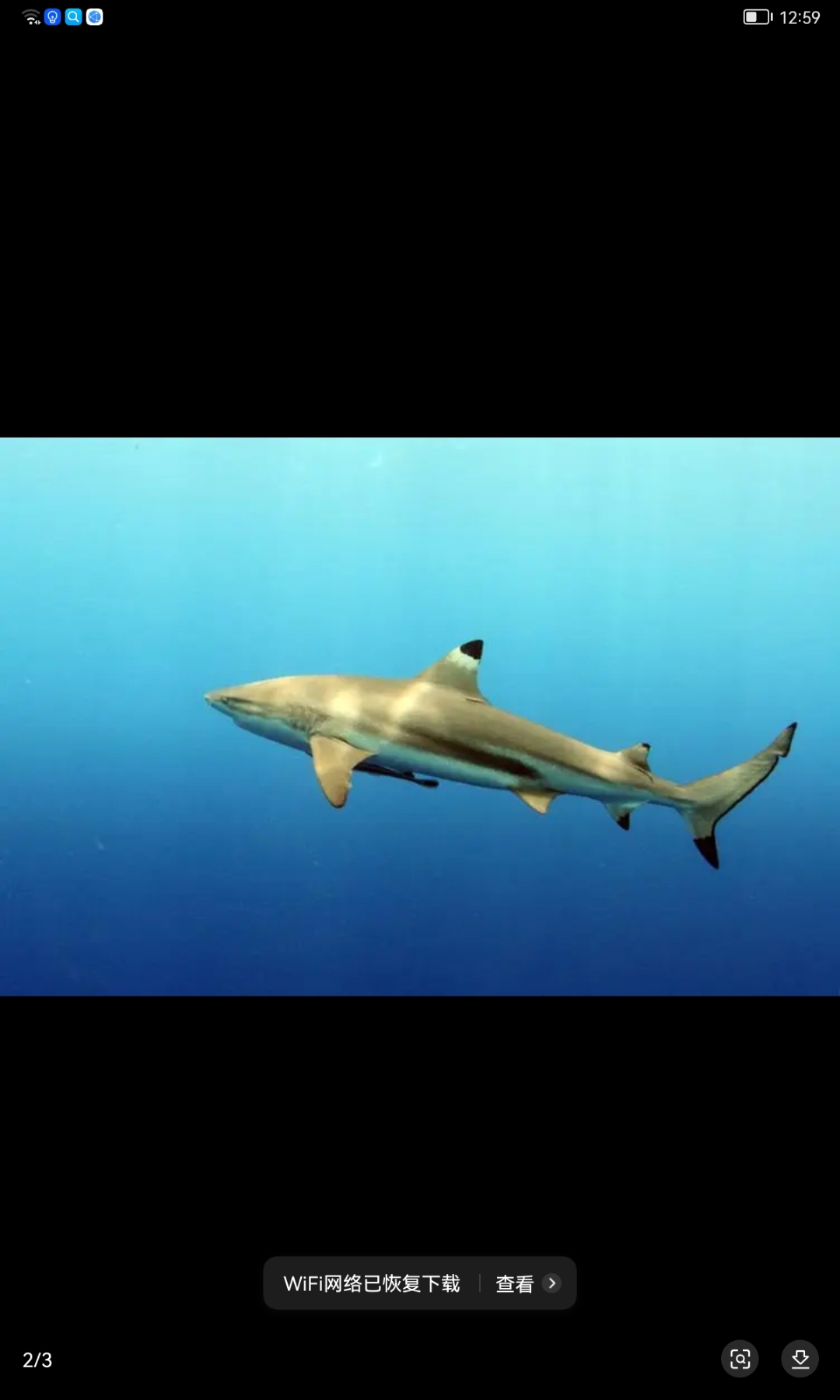 这是饥饿鲨世界里伯爵鲨在现实世界里的图片