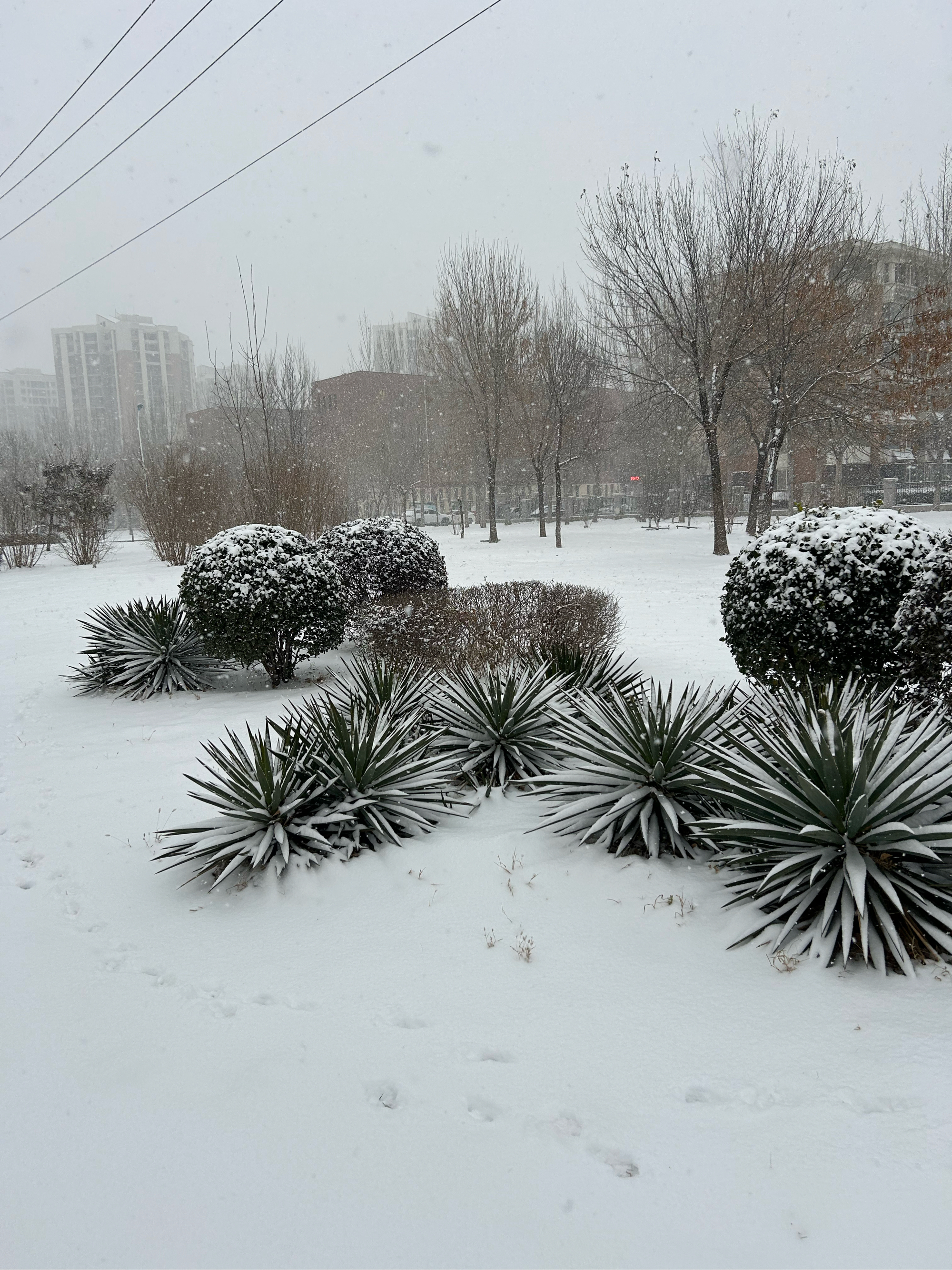 会泽公园雪景图片