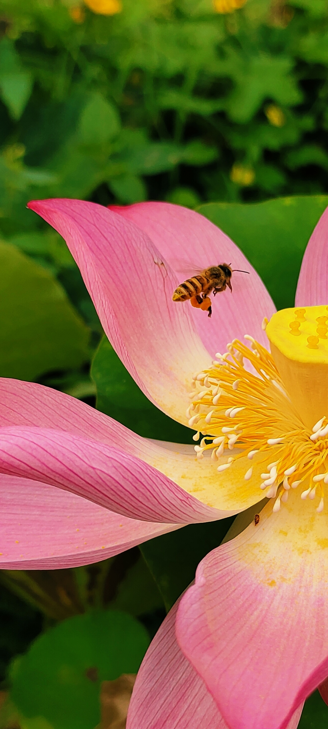 荷花和蜜蜂#农村生活