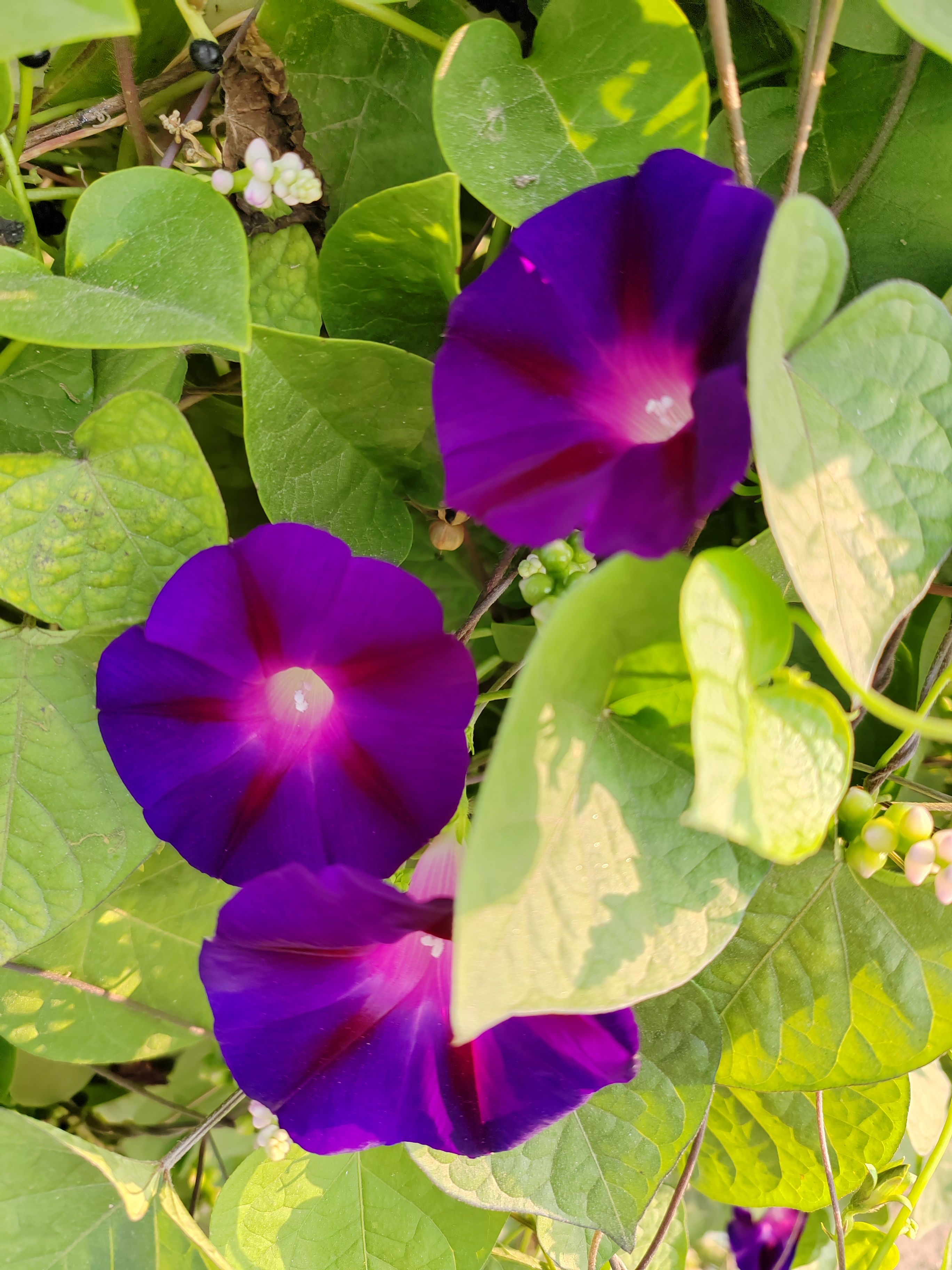 牵牛花花朵的样子图片