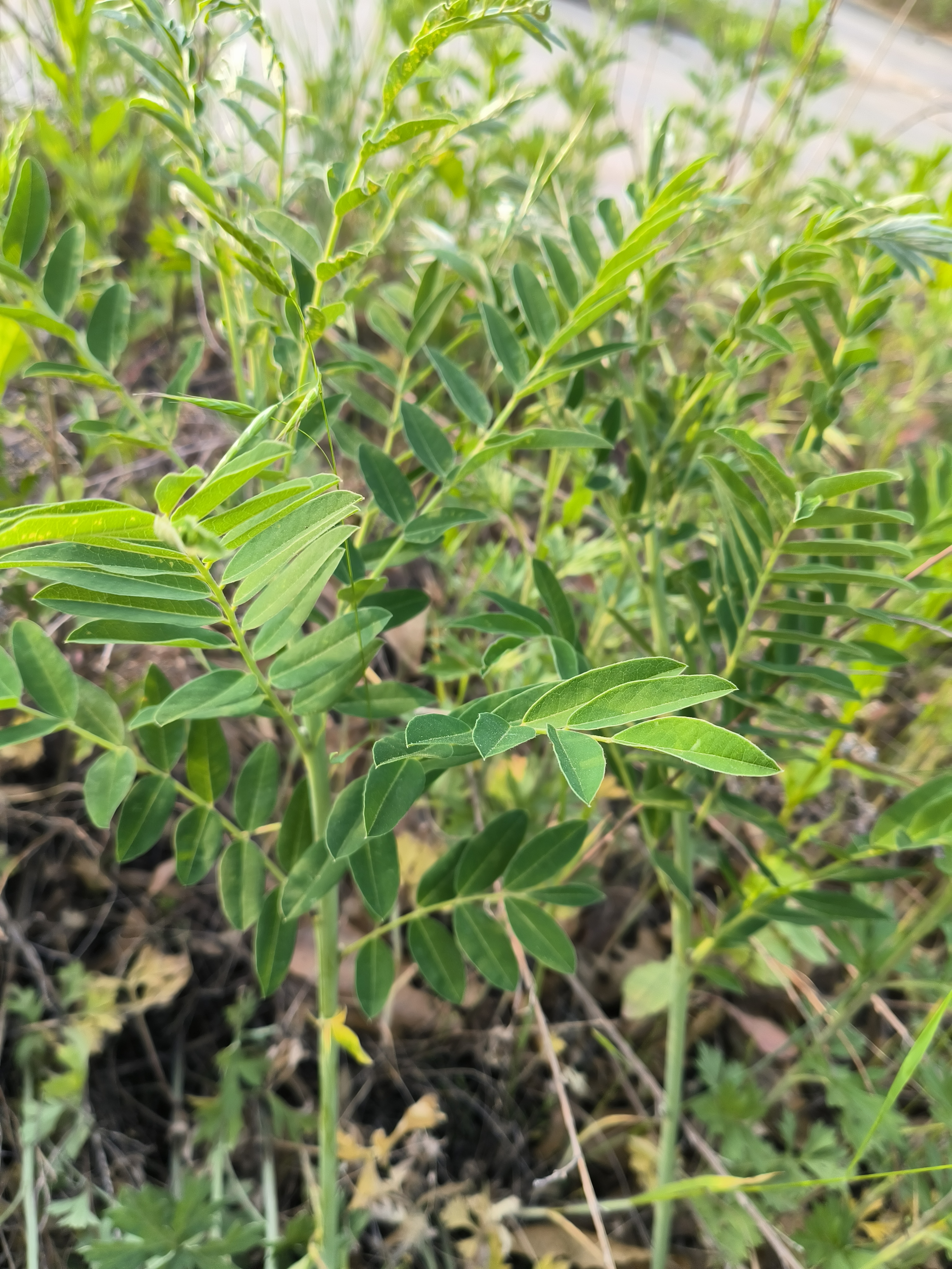 苦参的样子图片