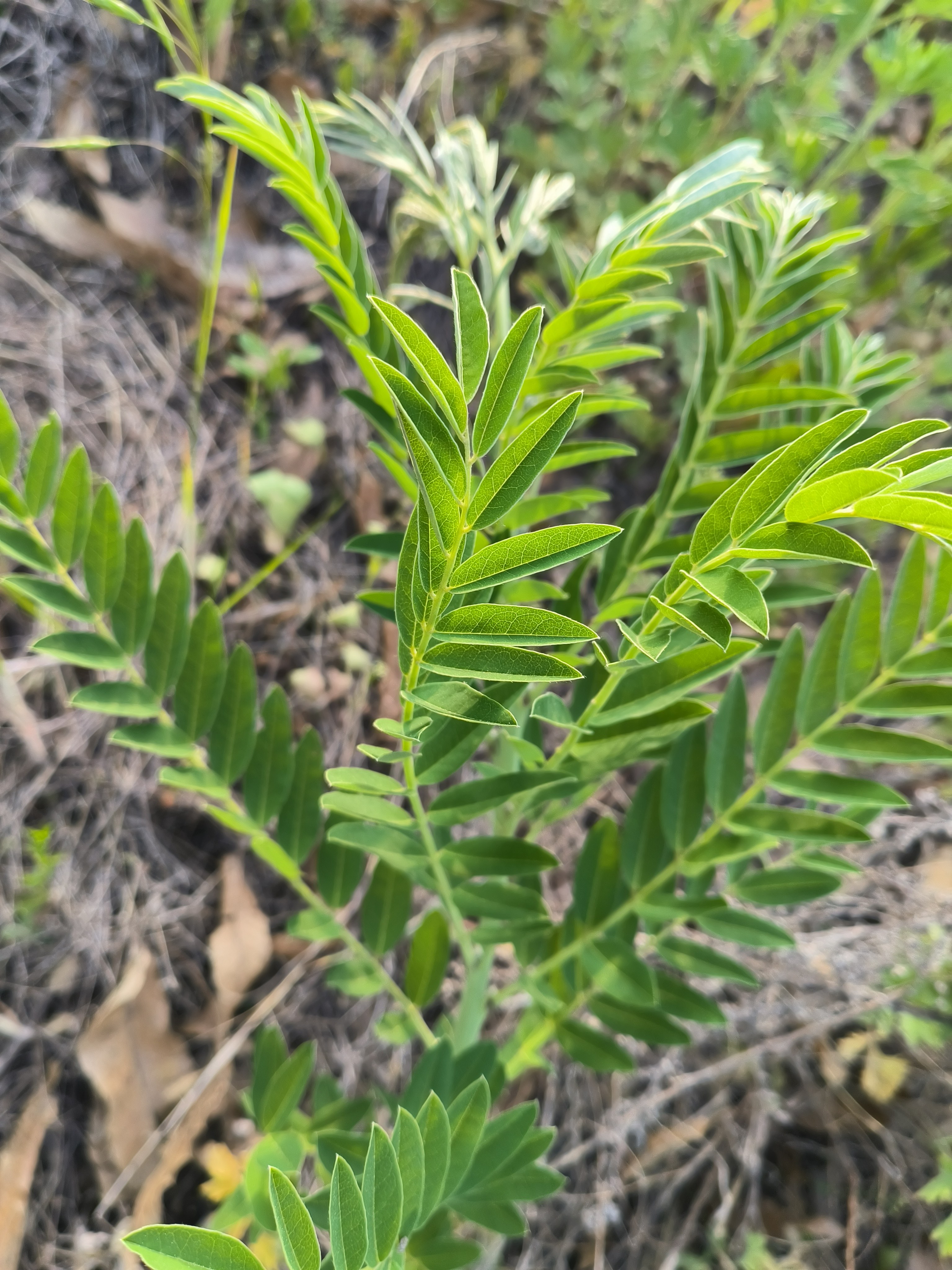 苦参的样子图片