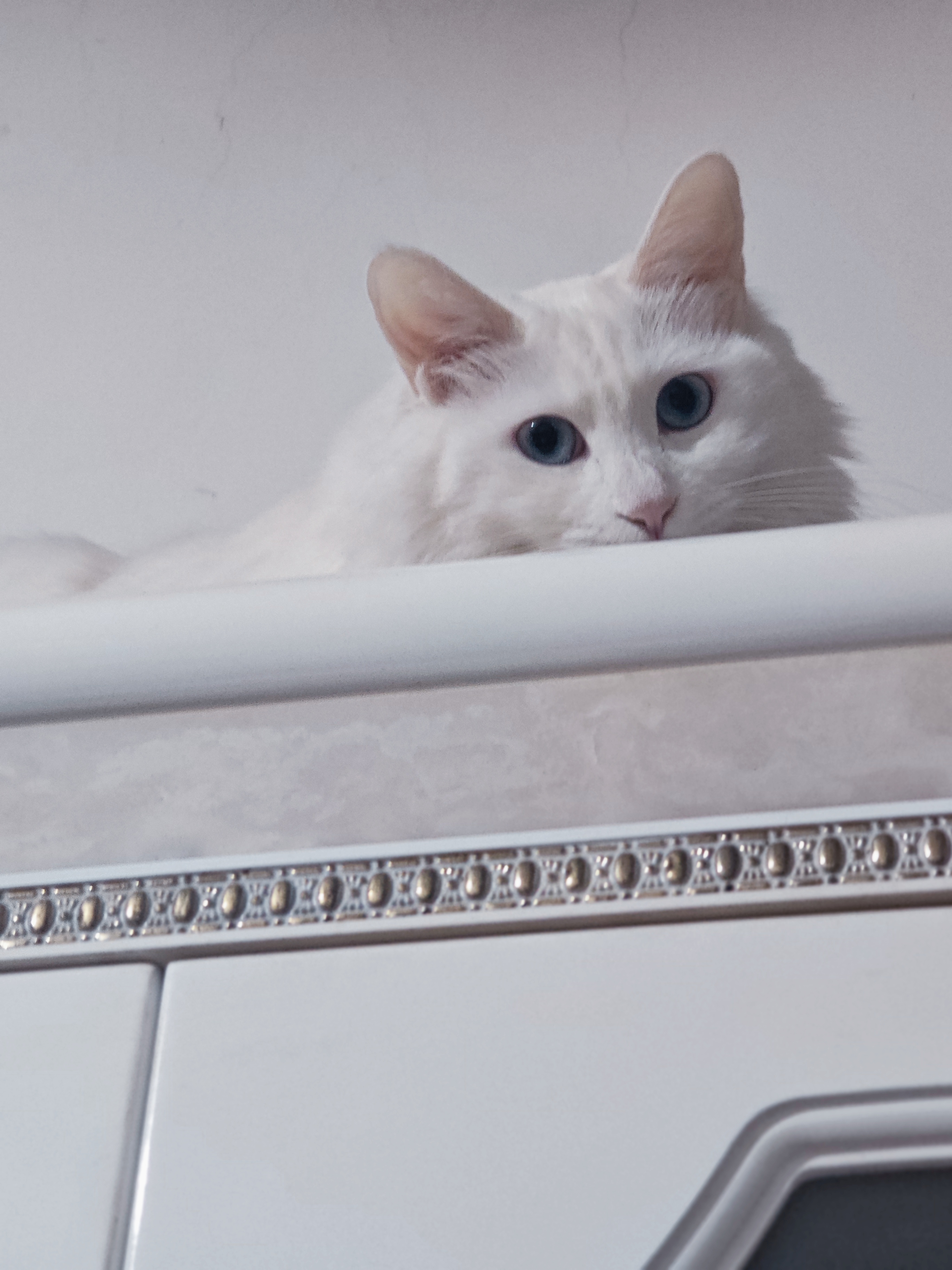 我发现狮子猫小雪球特别爱跟我躲猫猫[大笑][大笑][大笑] 即使是它在