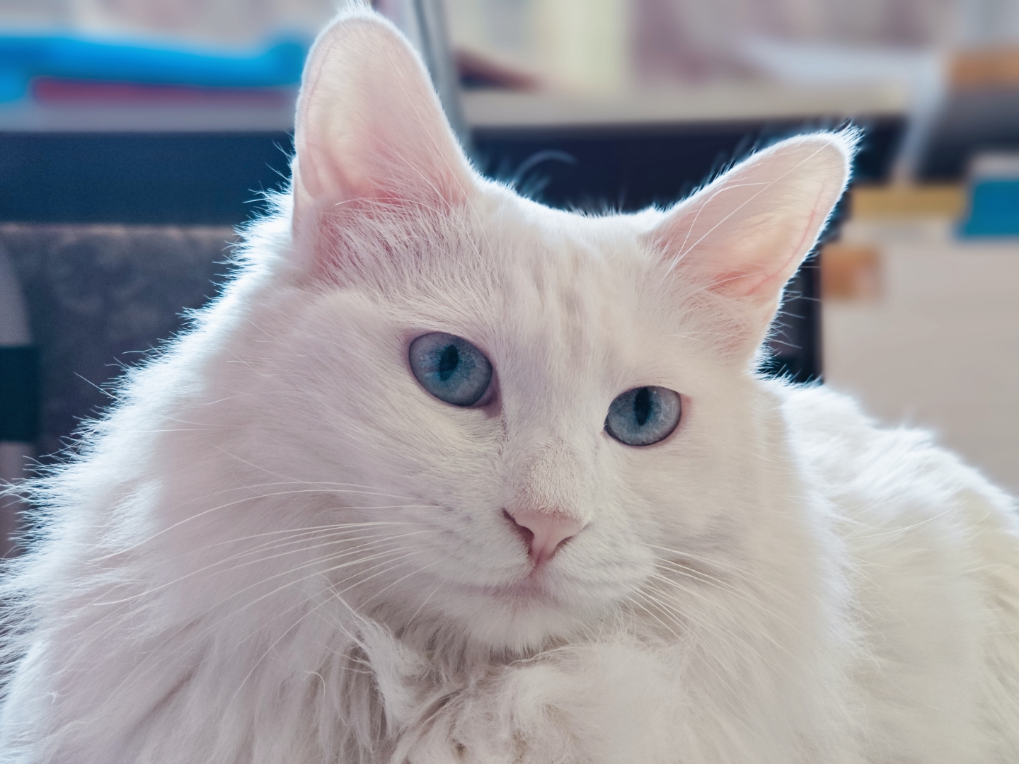 它躺在地板上,蓝眼睛闪闪发光78,好像在跟我说:"快来陪我玩呀!