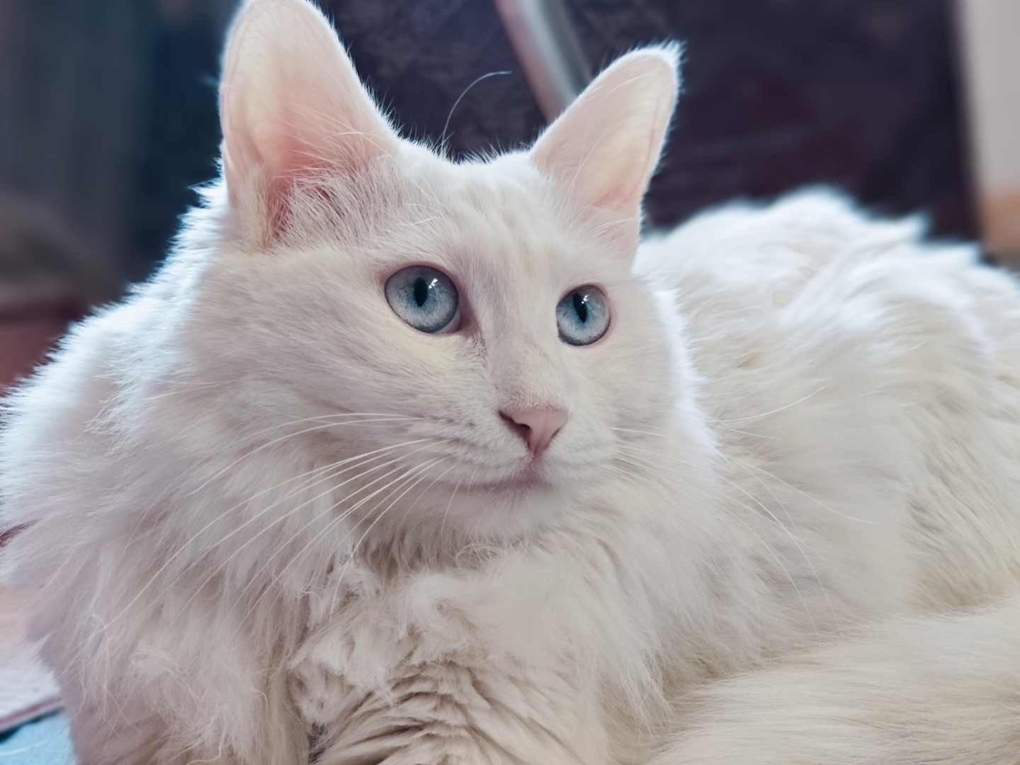 它躺在地板上,蓝眼睛闪闪发光78,好像在跟我说:"快来陪我玩呀!