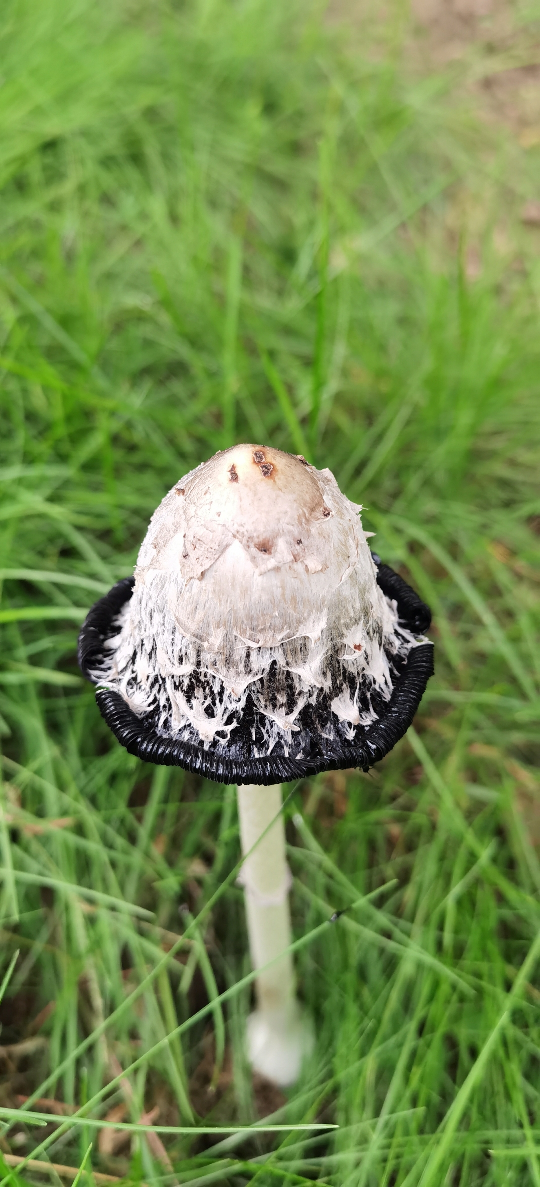 蘑菇繁盛的时候,觉得它们很可爱,像是各种形状的小花帽