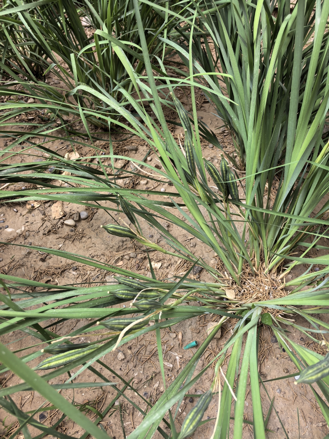 小小八角丝瓜的果子觉得好惊奇,这不是前一阵子拍过它们开花的马蔺吗!