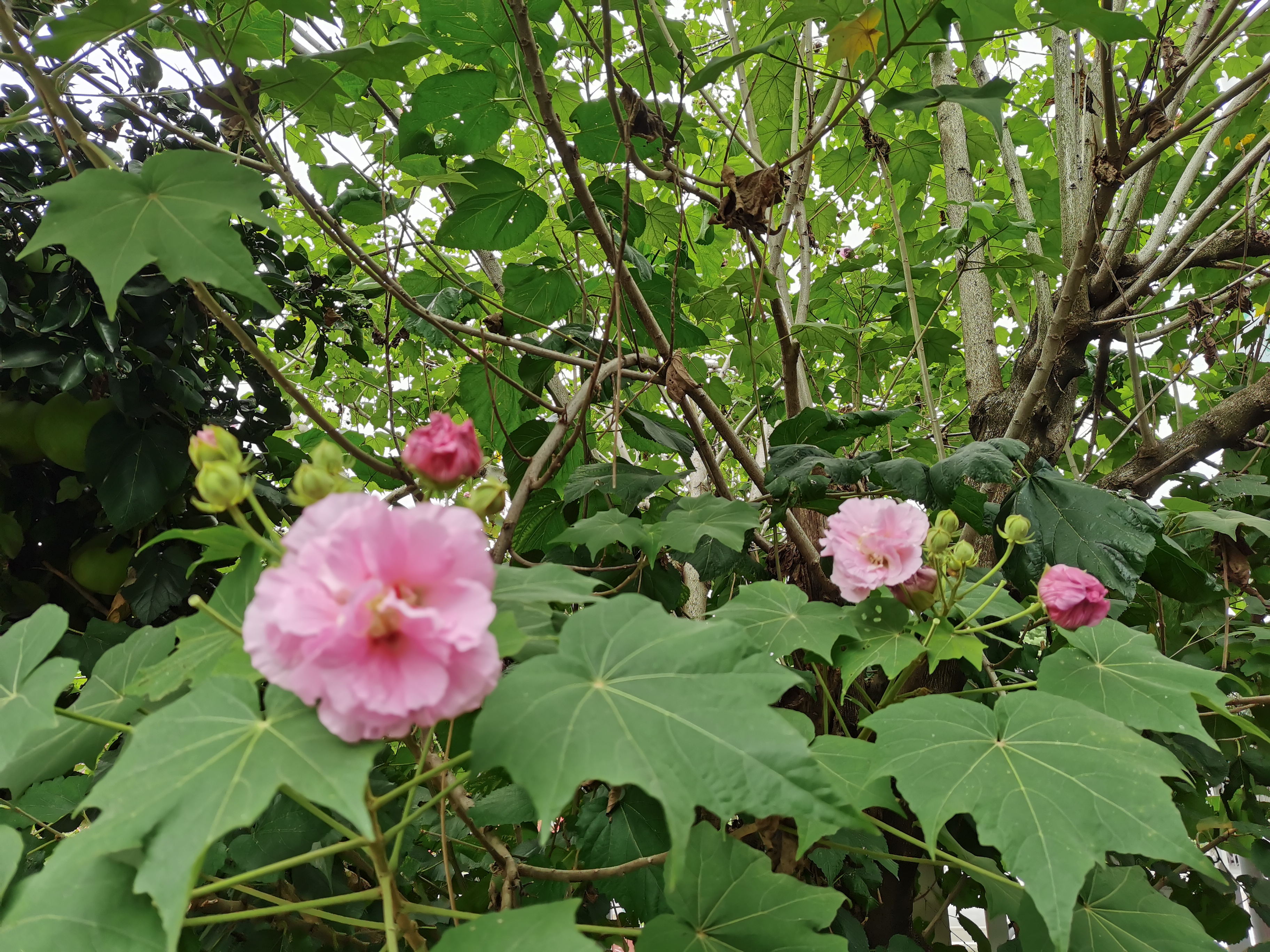 木芙蓉今年的花期快过了