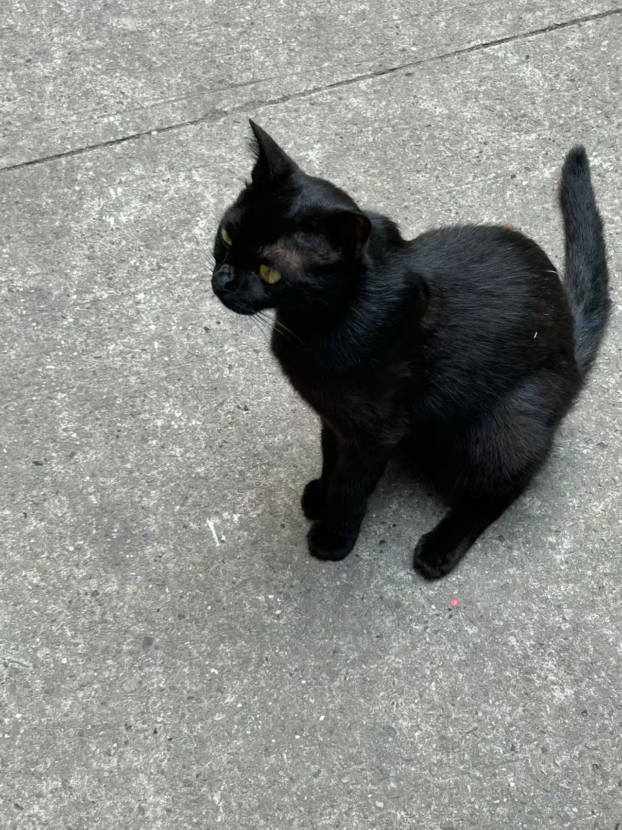 瞧这小黑猫,伸个懒腰,萌化了没?