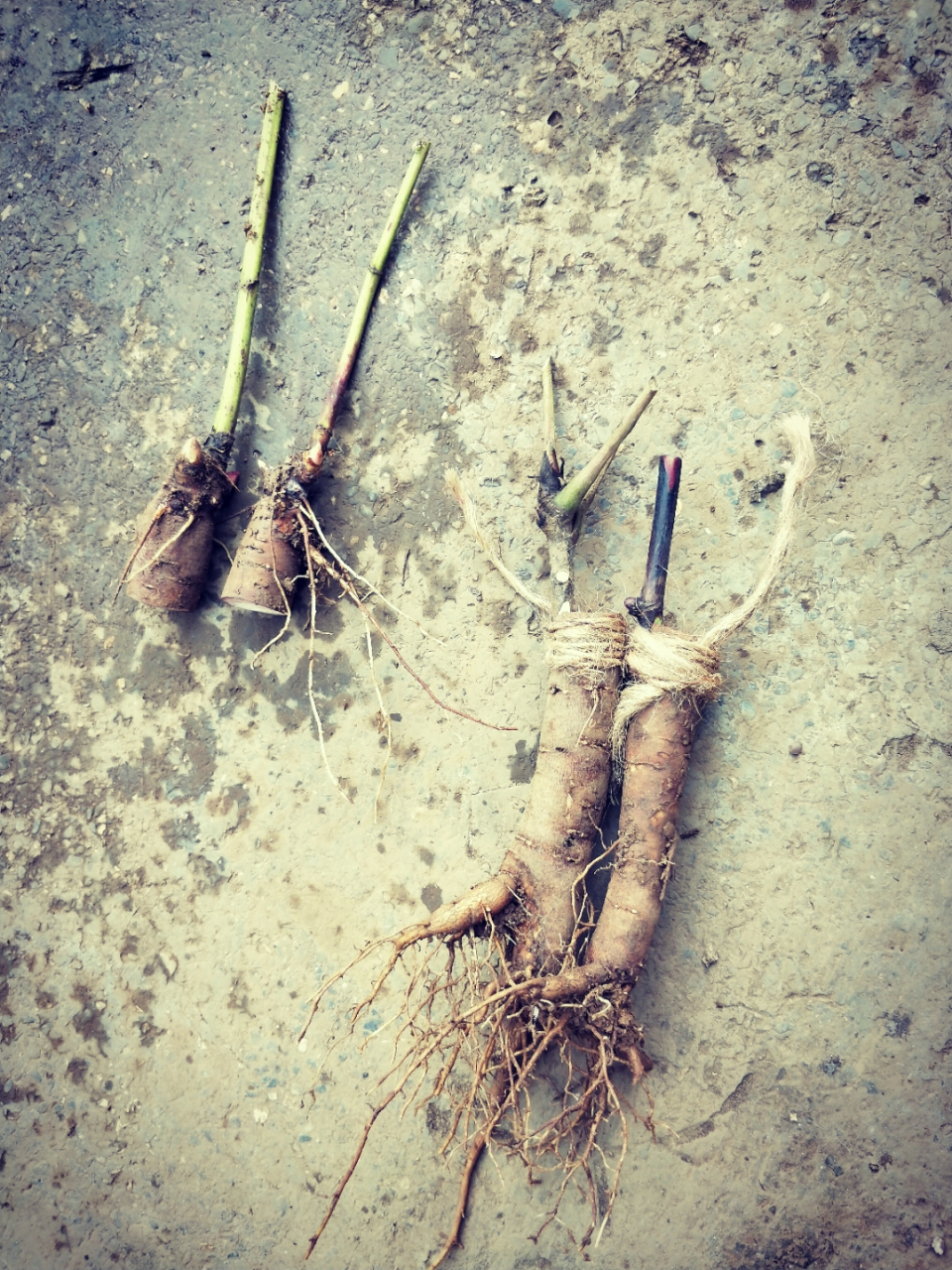 牡丹嫁接#植物园#牡丹嫁接常用砧木有凤丹根,观赏牡丹根,芍药根,嫁接