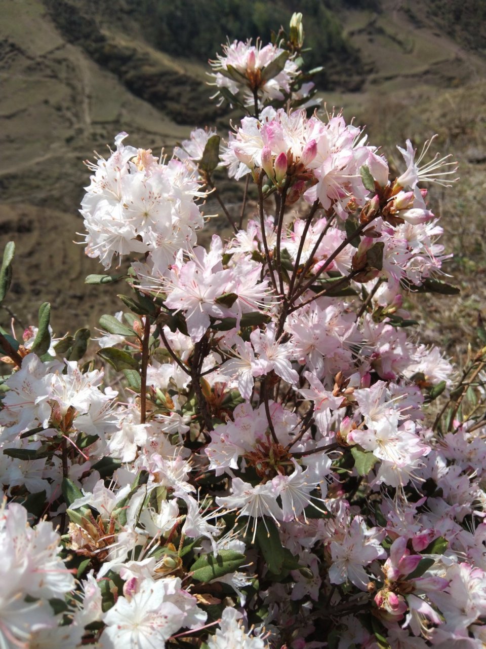 美丽四川大凉山的风 影是四川凉山的索玛花美丽的彝族