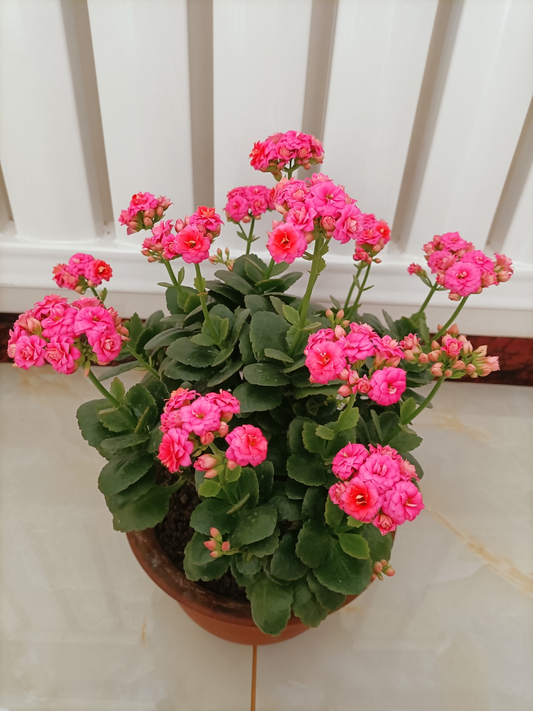 长寿花粉巴黎开的真漂亮