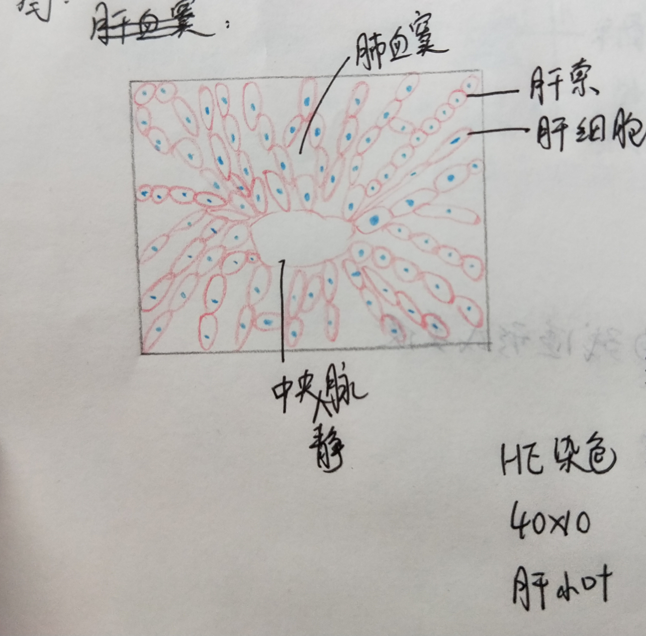 肝小叶红蓝铅笔手绘图 [打call][打call][给力]