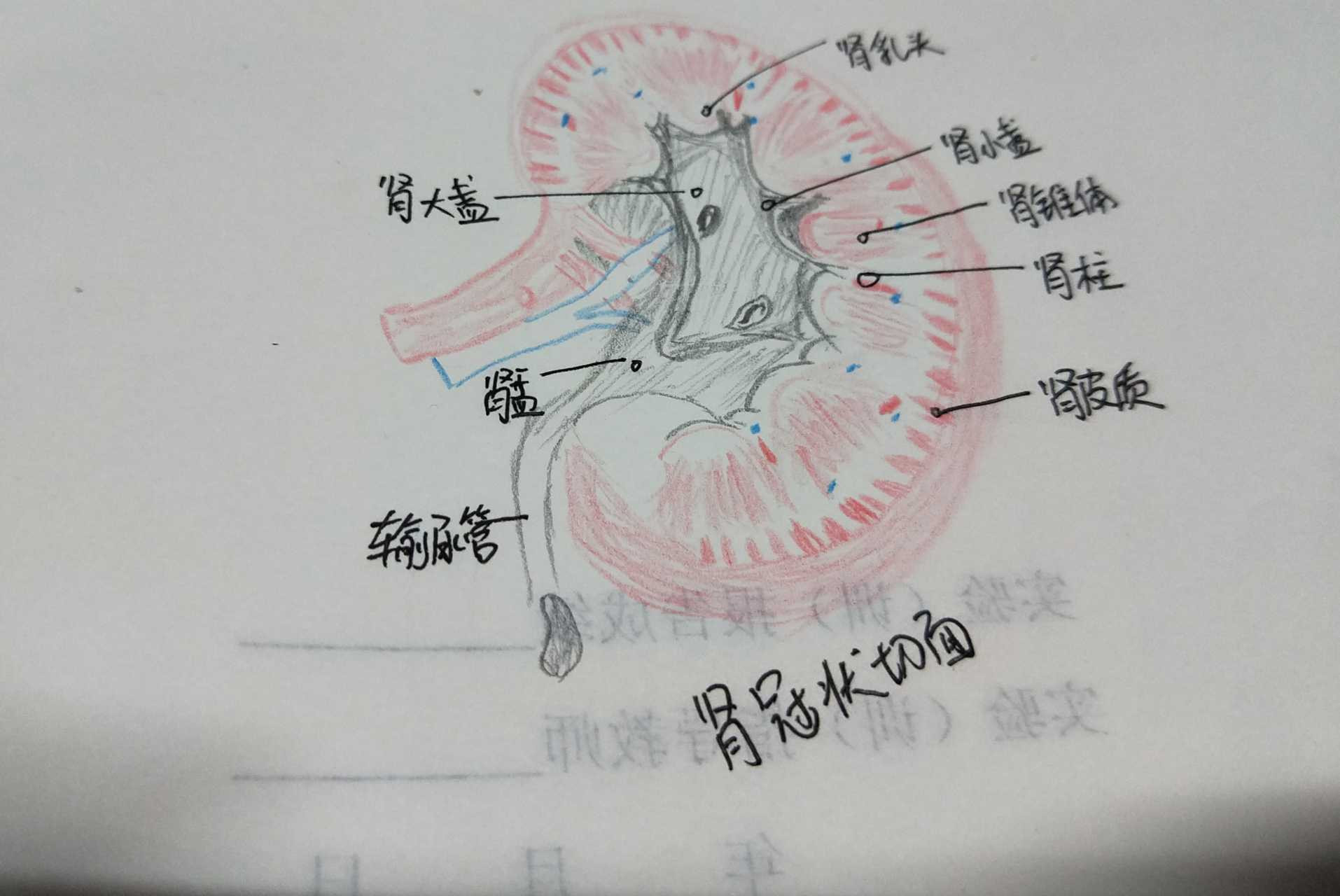 肾的冠状切面图图片