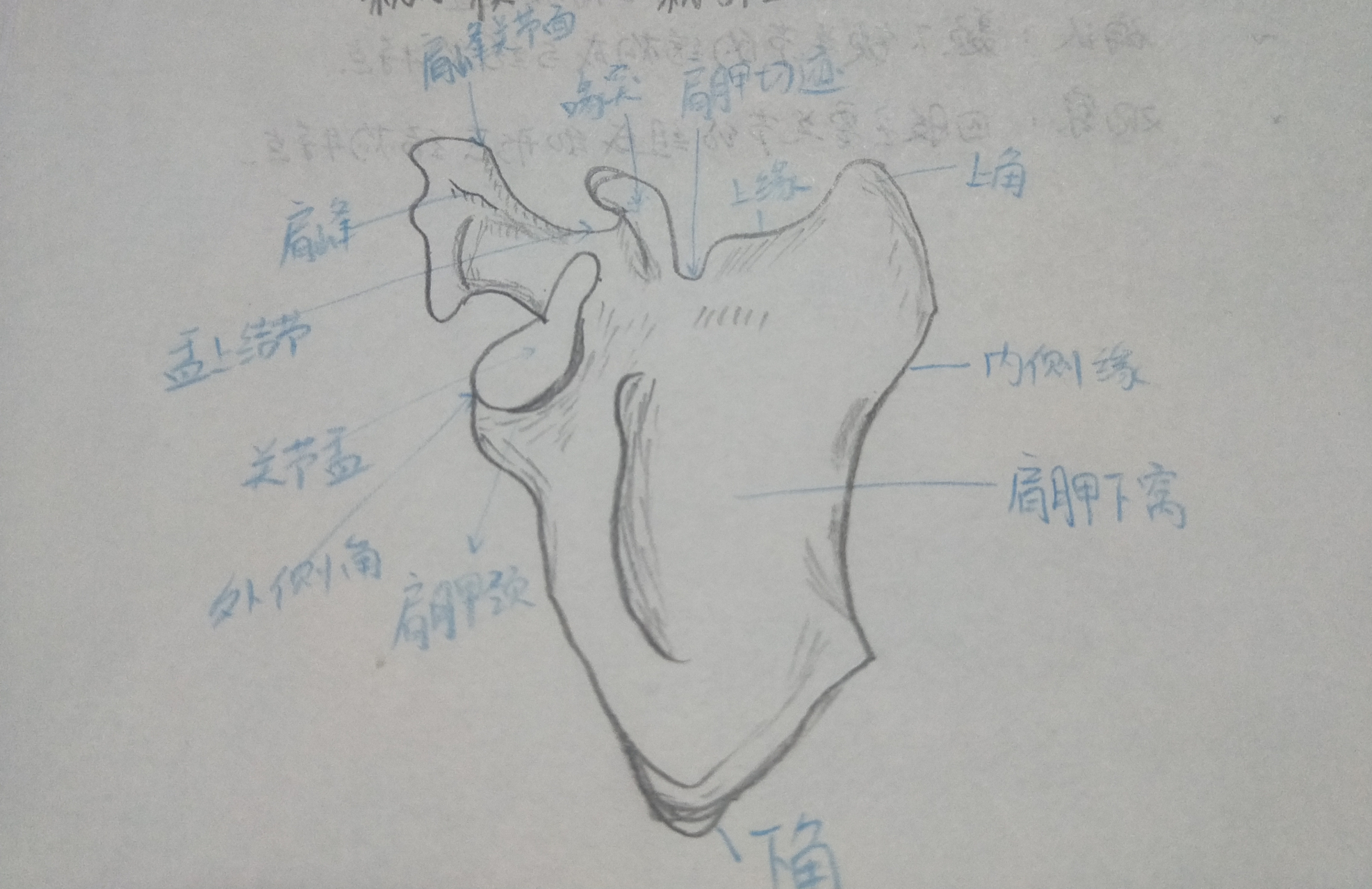 肩胛骨手绘图