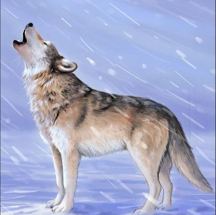 🌕🌙🌙在月夜下,一只狼张大了嘴巴,它的咆哮声在寂静的夜晚回荡