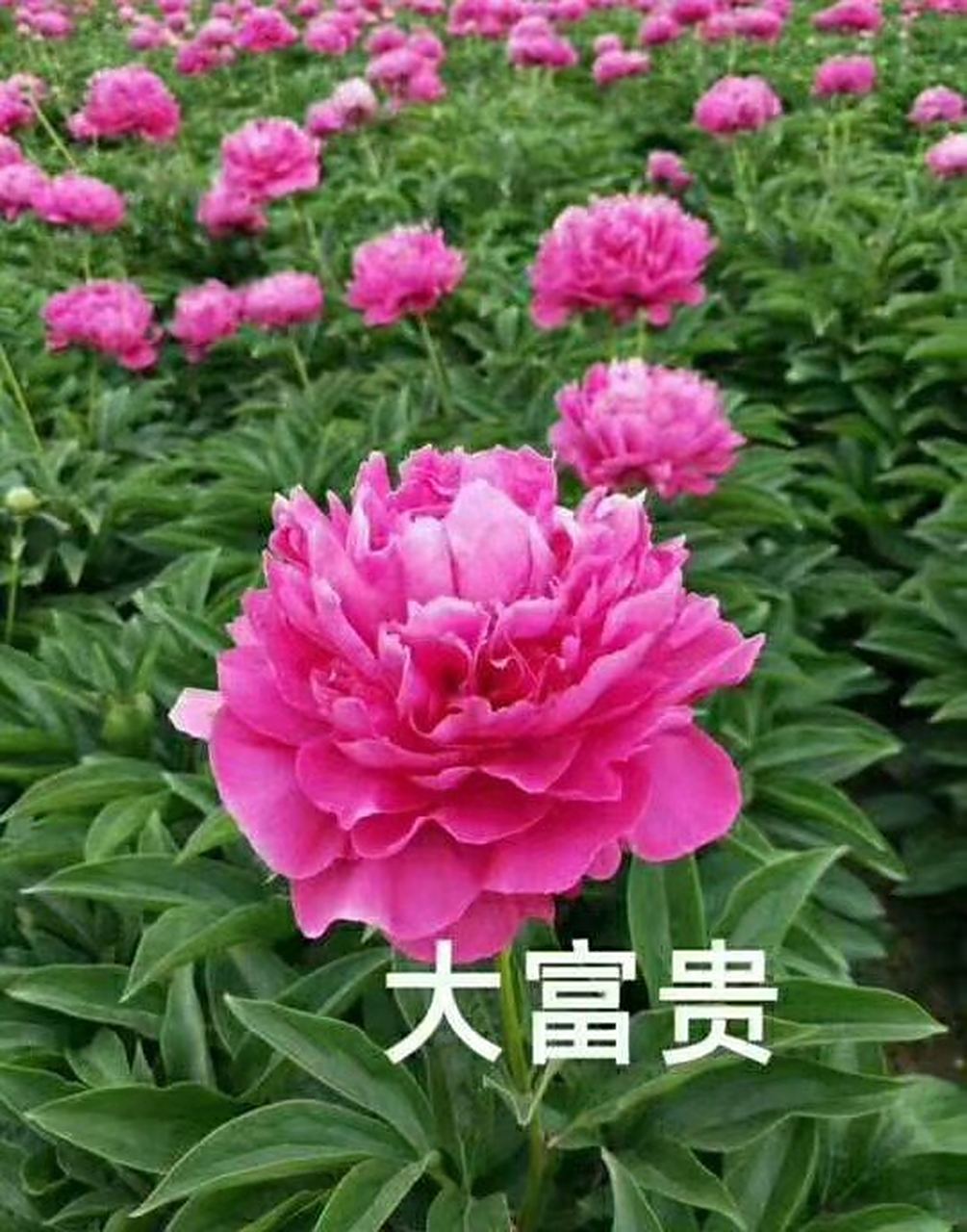 大富贵芍药,是菏泽观赏芍药传统品种,种植面积较大,颗型矮小,小叶肥大
