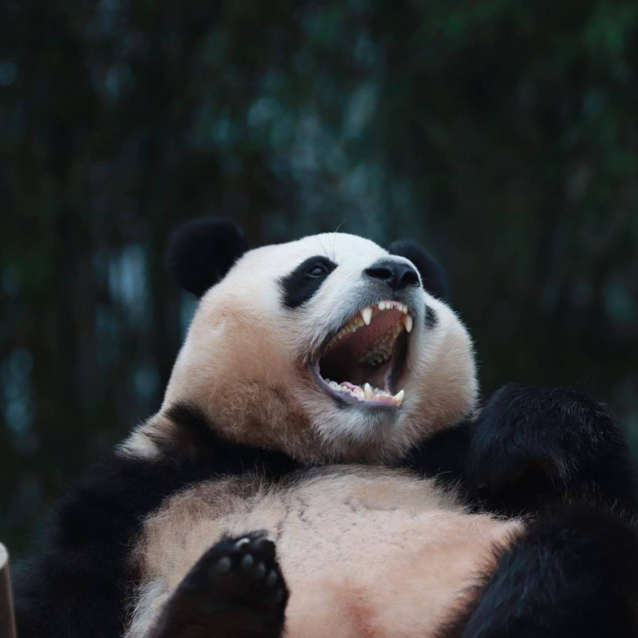 张大嘴的熊猫表情包图片