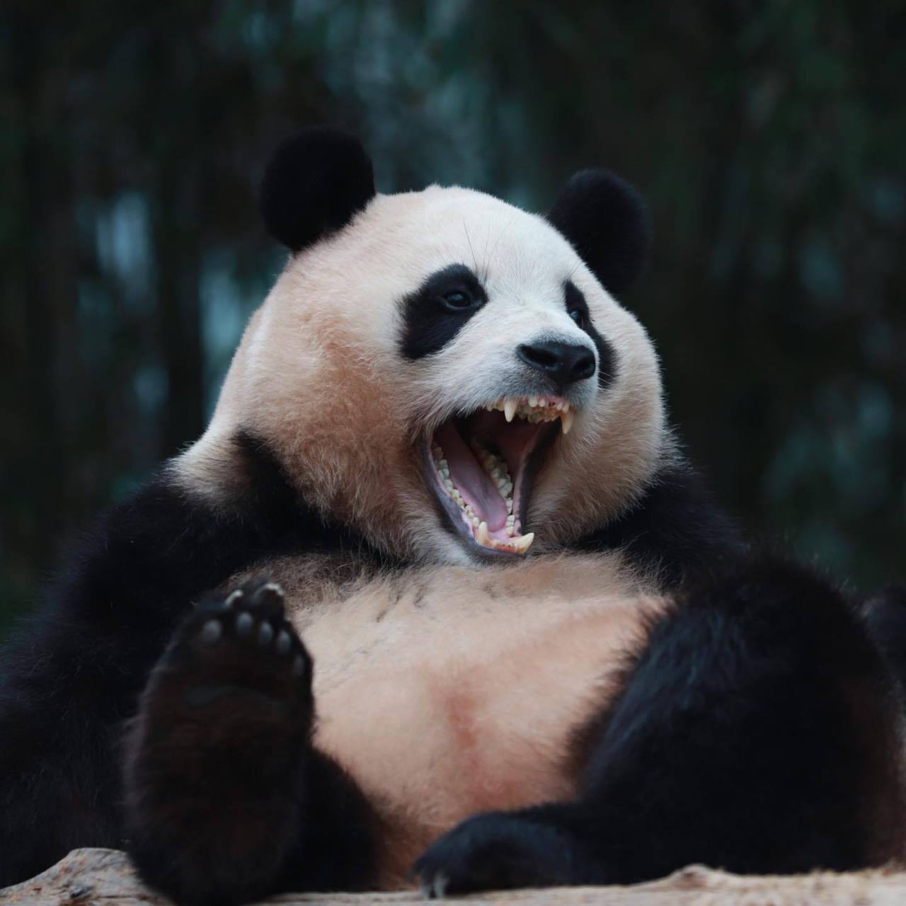 张大嘴的熊猫表情包图片