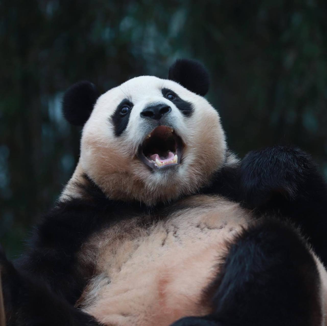 熊猫表情张大嘴图片