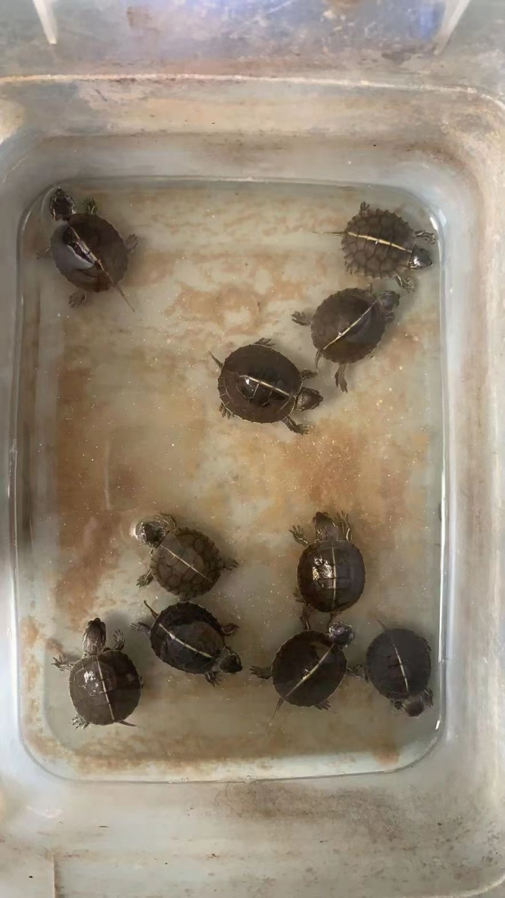 南锦 南部锦龟 128一只 21年头苗 活泼可爱 快来购入吧#乌龟