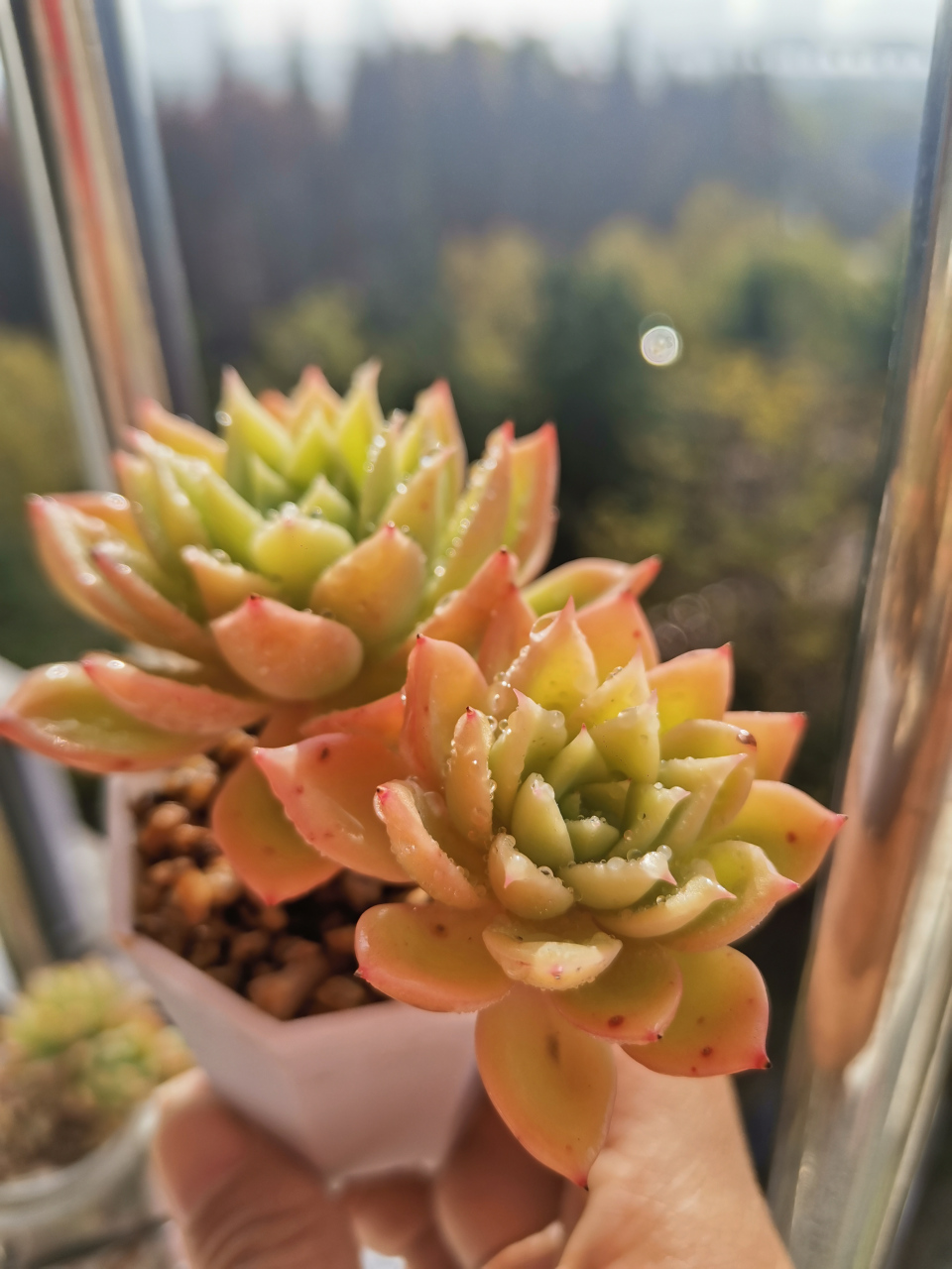 一天一颗多肉,三色堇[加油啊][加油啊]