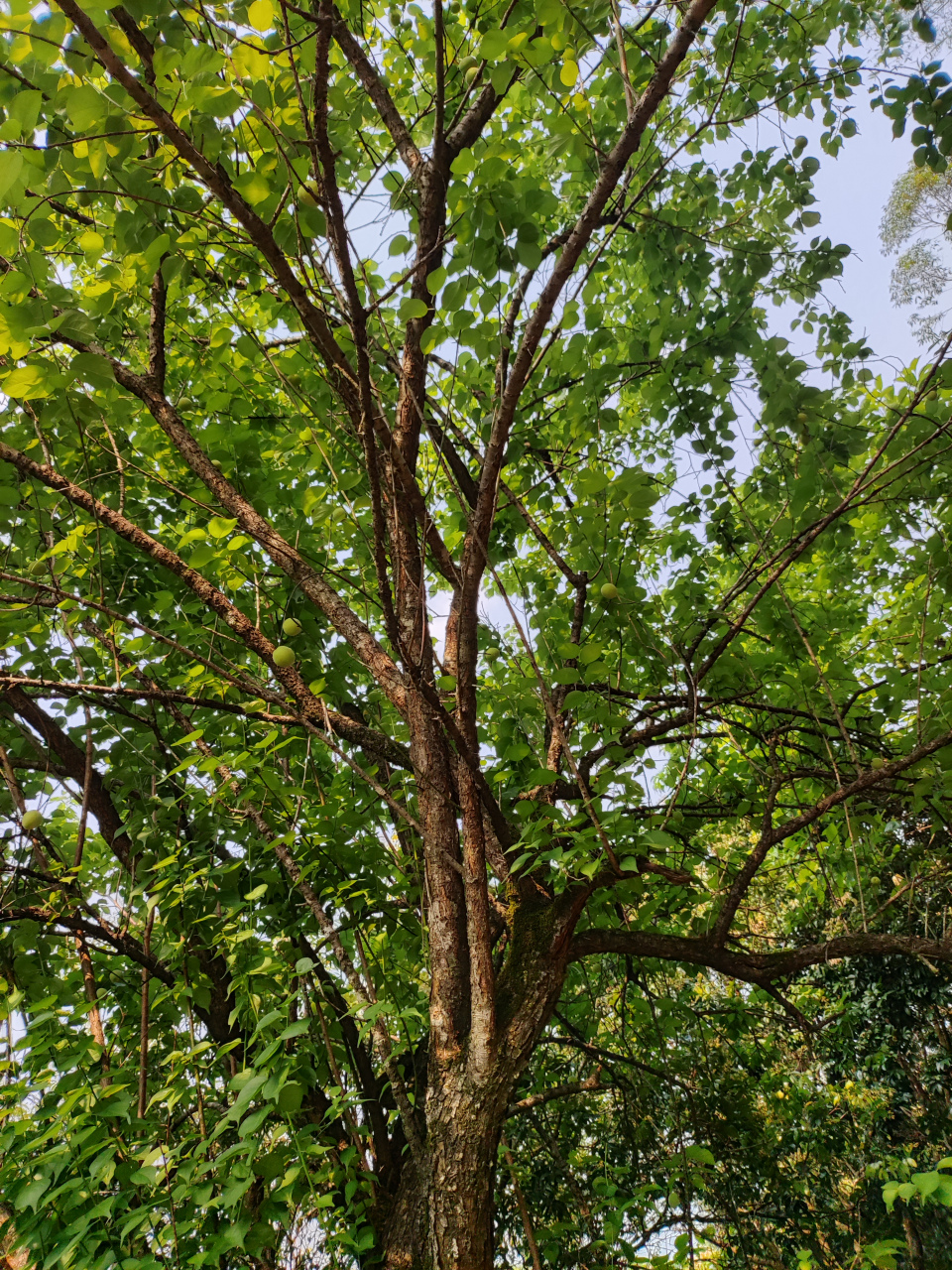 原生态梅子  无意看到山上一棵梅子树上长满了梅子,第一次看到这么大