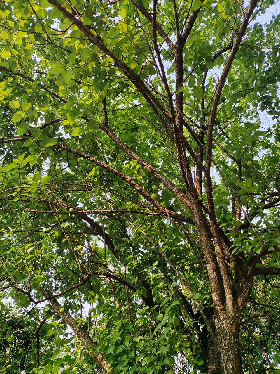 原生态梅子  无意看到山上一棵梅子树上长满了梅子,第一次看到这么大