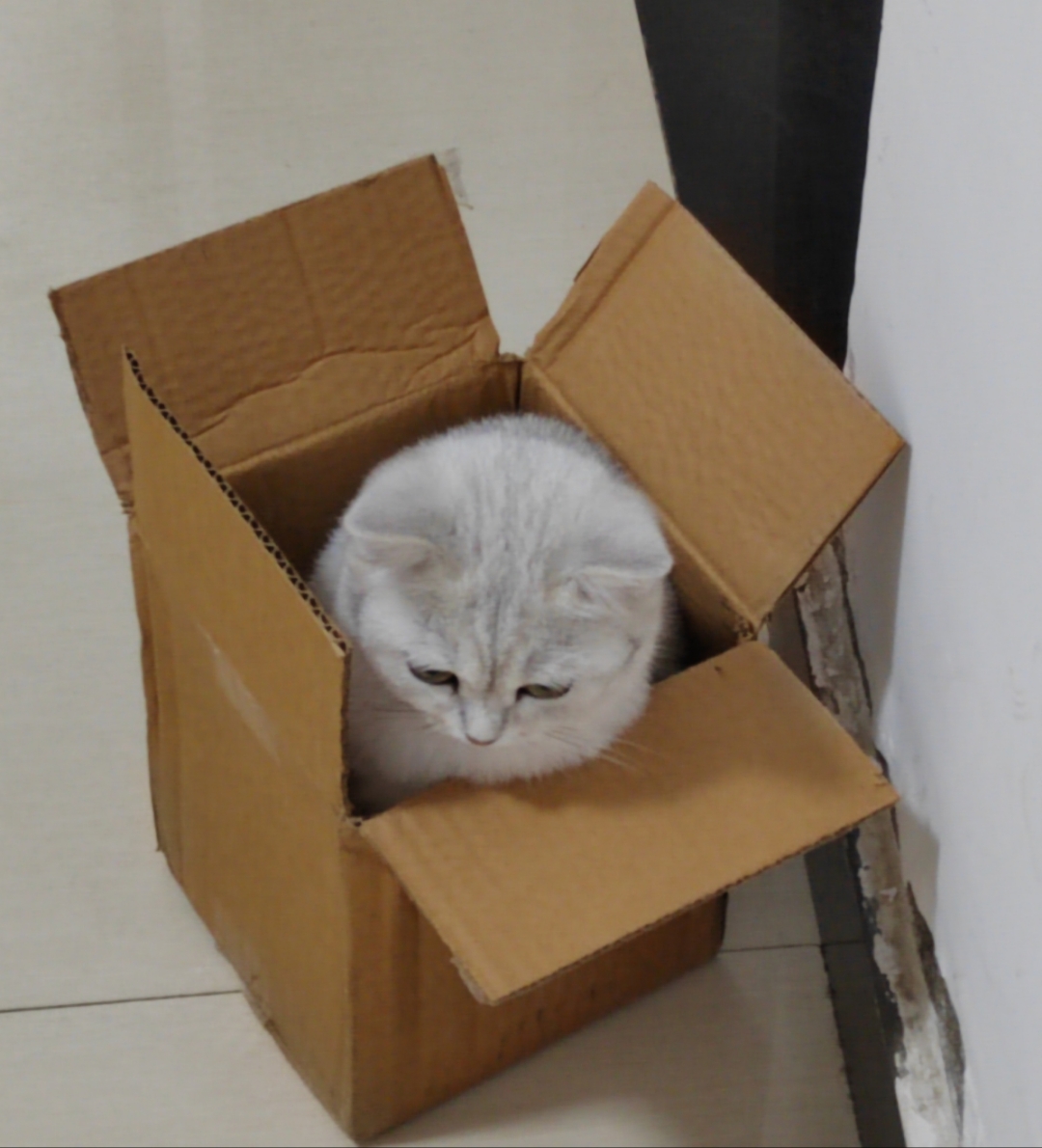 一只喜欢钻箱子的崽崽