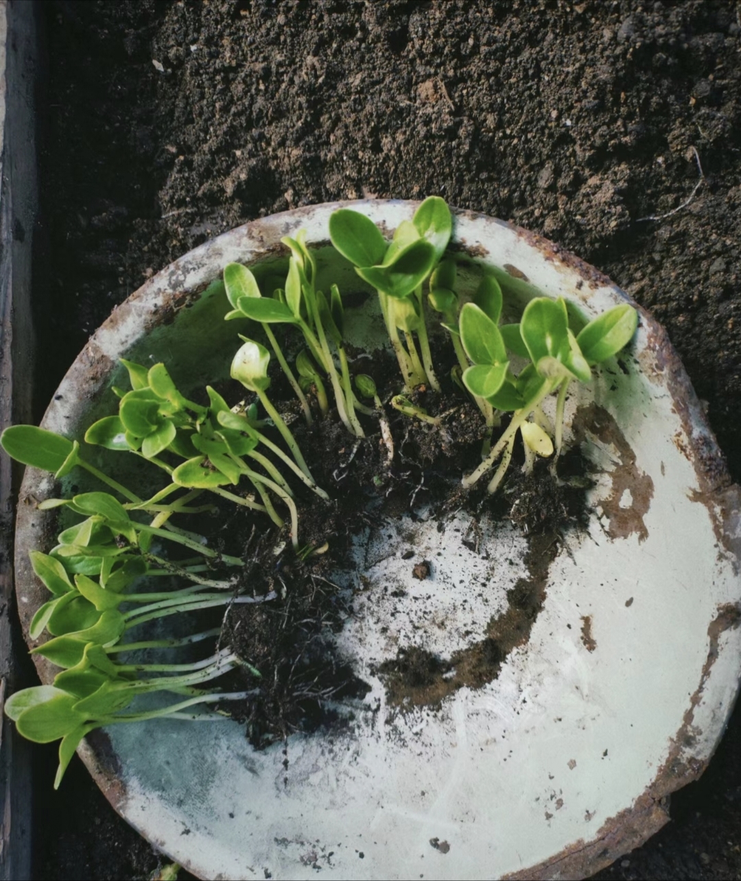 花盆撑破的图片大全水桶里的种子发芽草药种植小能手从幼苗开始的照片