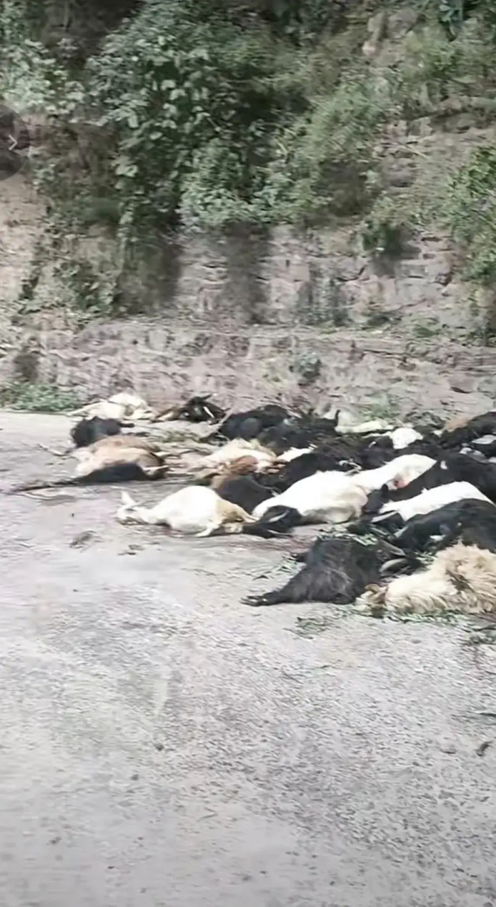 河南辉县近百只山羊接连跳崖# 9月24日上午9点多,辉县市回龙附近挂壁