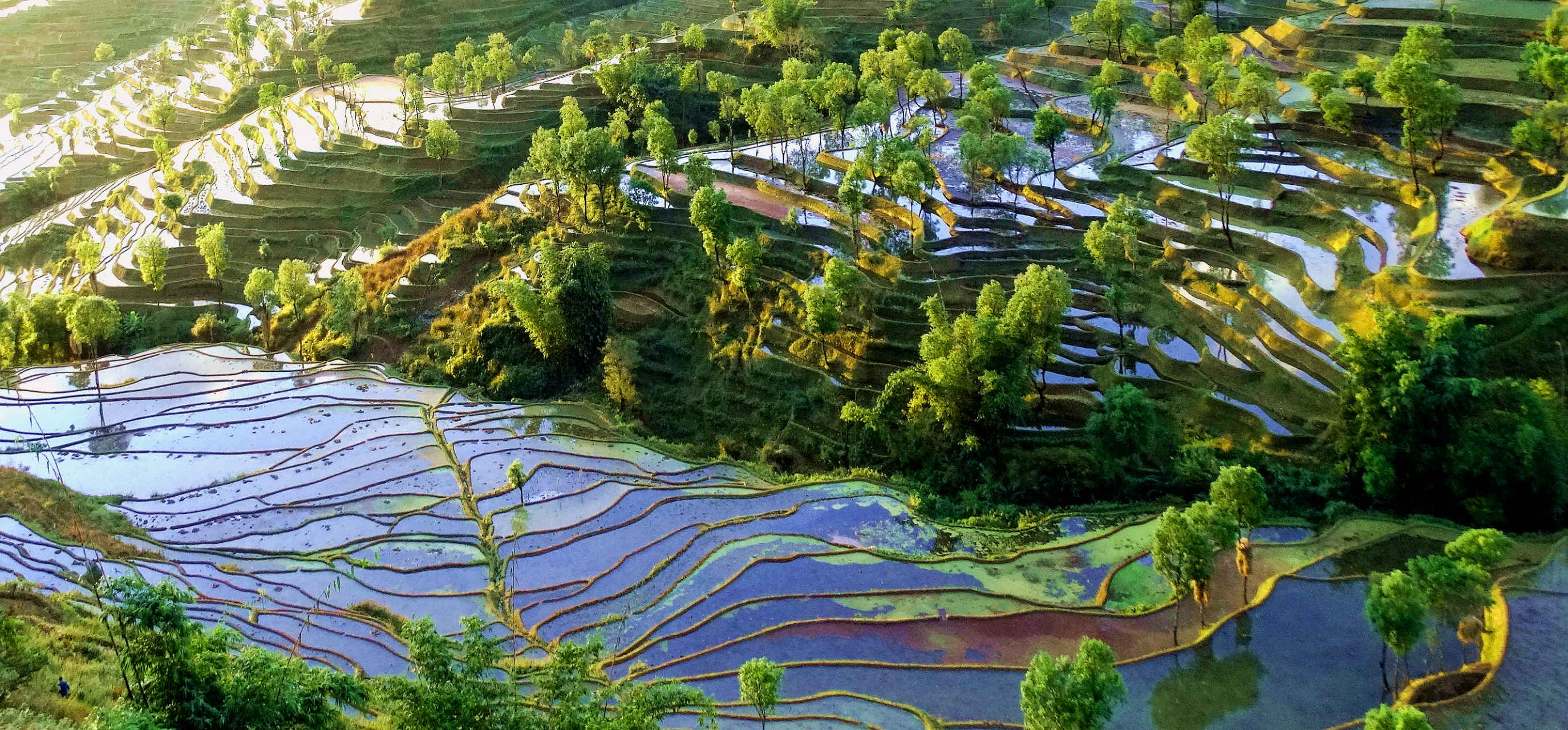 云南红河撒玛坝梯田图片