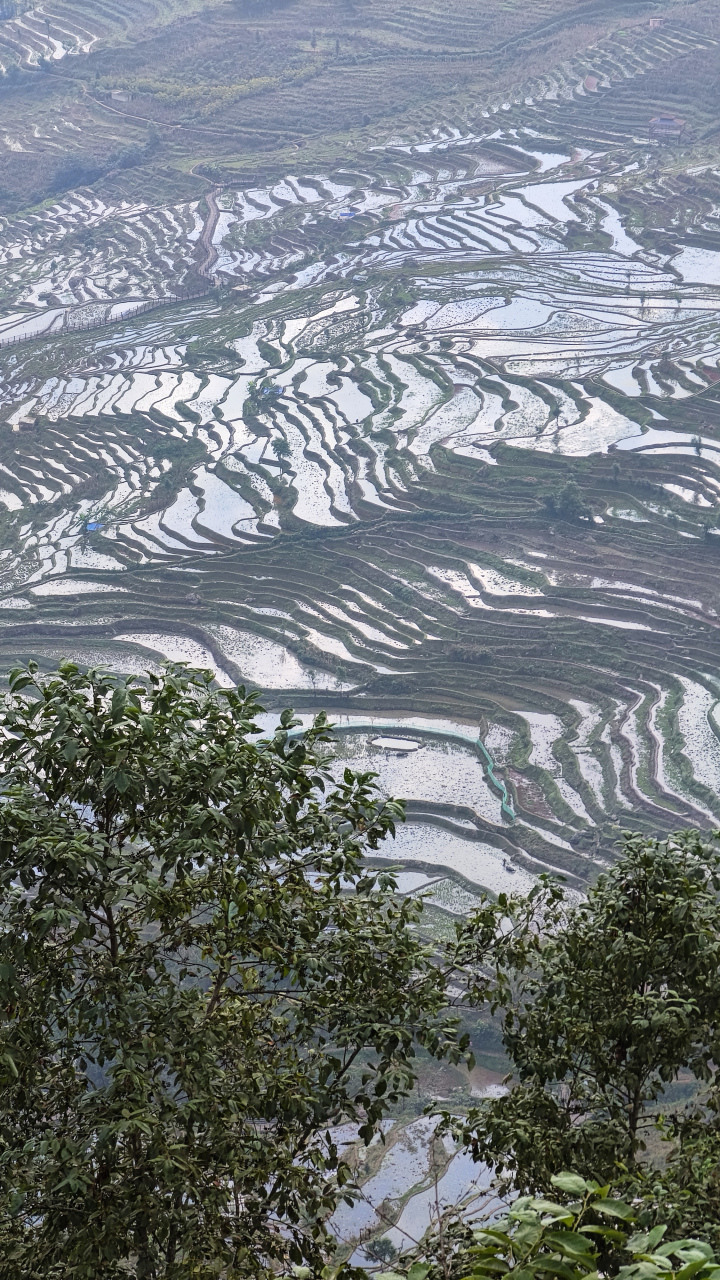 红河撒玛坝梯田门票图片