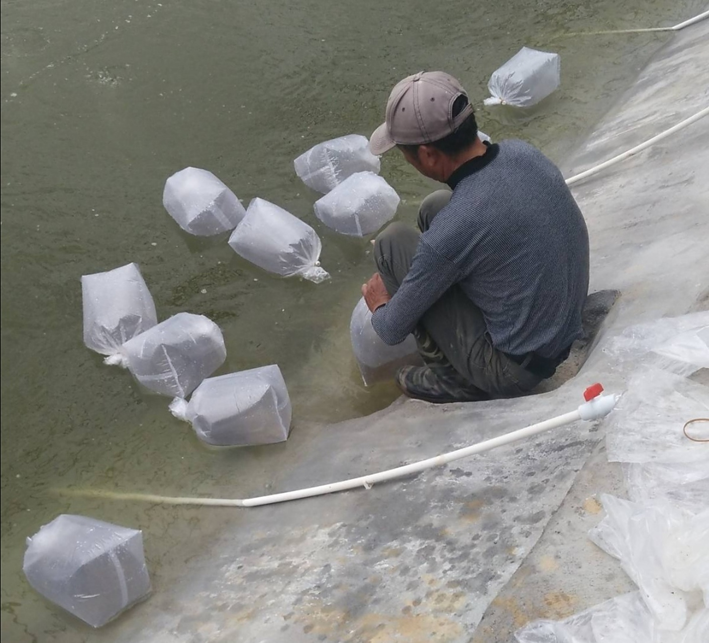 南美白对虾虾苗的放养时间及放苗前的准备事项 ,你做对了吗?