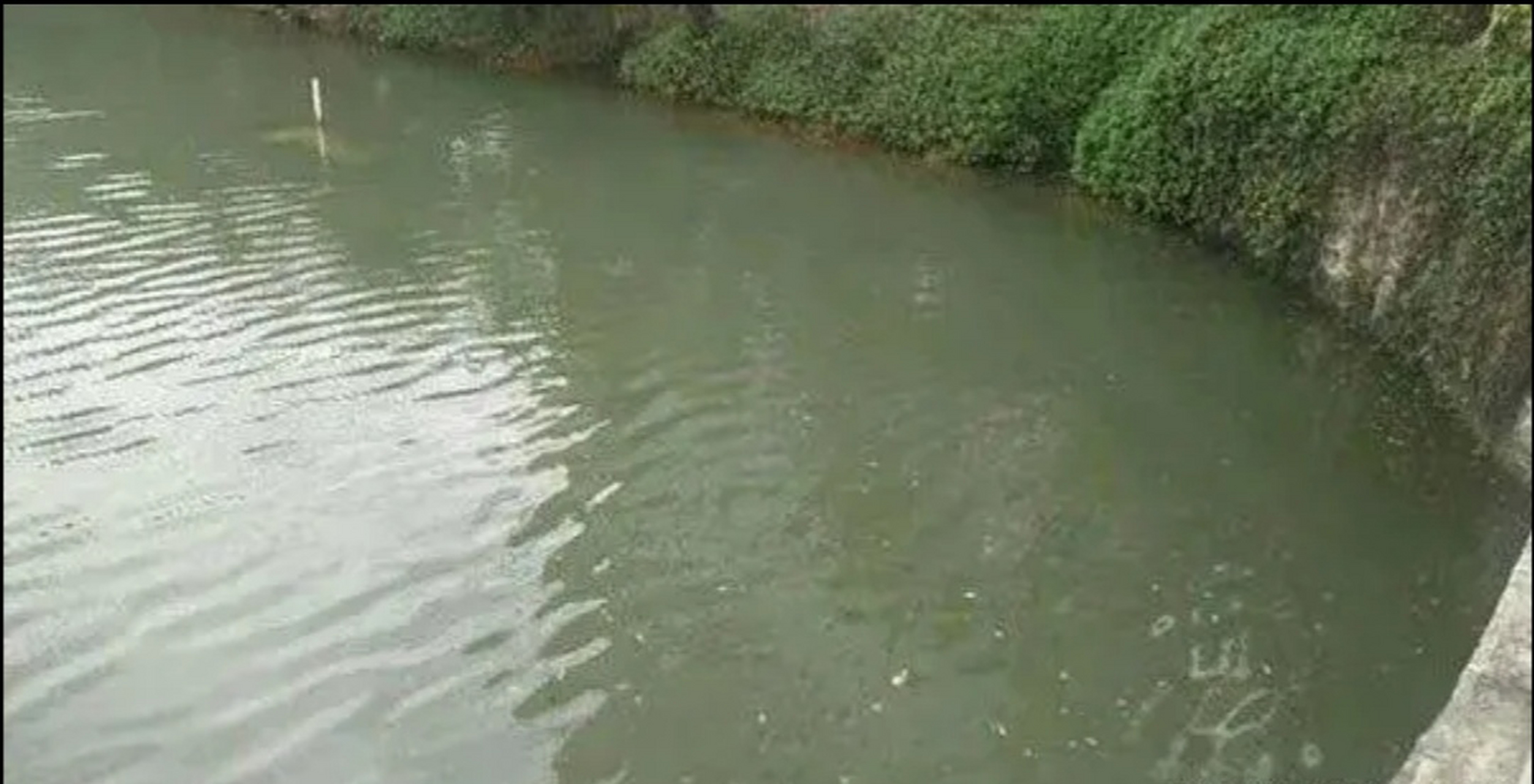 养殖中,池塘水体浑浊是什么原因?要怎么处理!